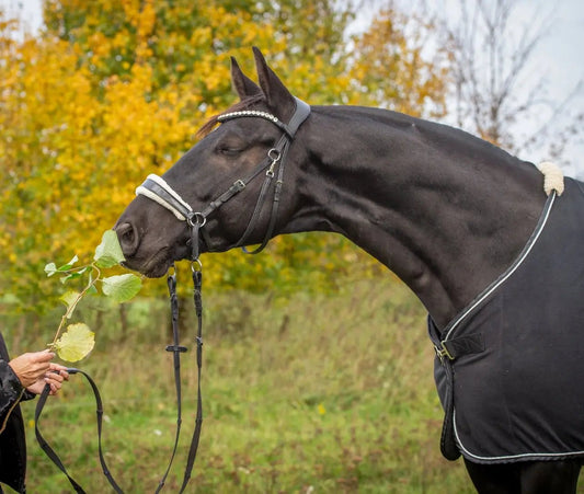 Herausforderungen gebisslos reiten - CR-Harmonyequestrian