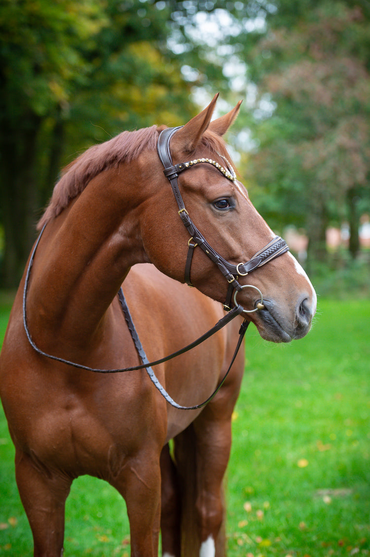 Multibridles CR-Harmonyequestrian