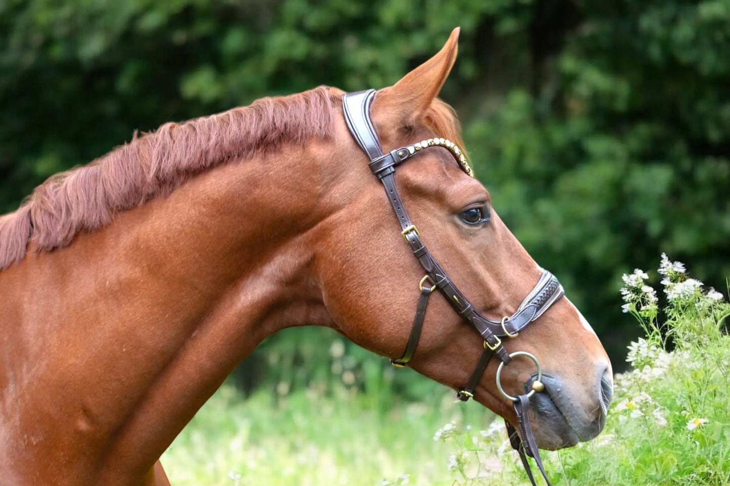 Midnight Supreme - CR-Harmonyequestrian Geflochtene Trense 240.00