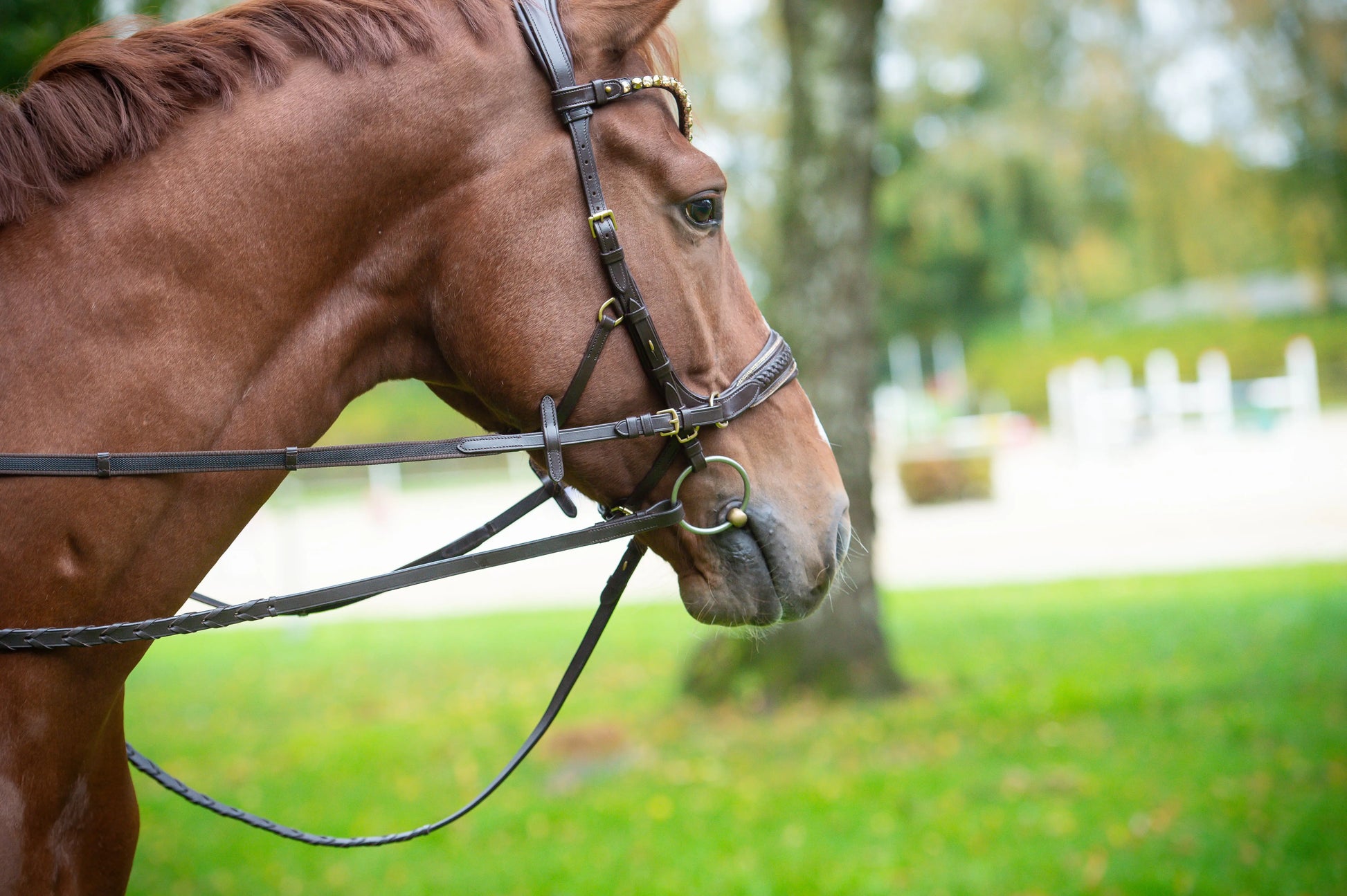 Midnight Supreme - CR-Harmonyequestrian Geflochtene Trense 240.00