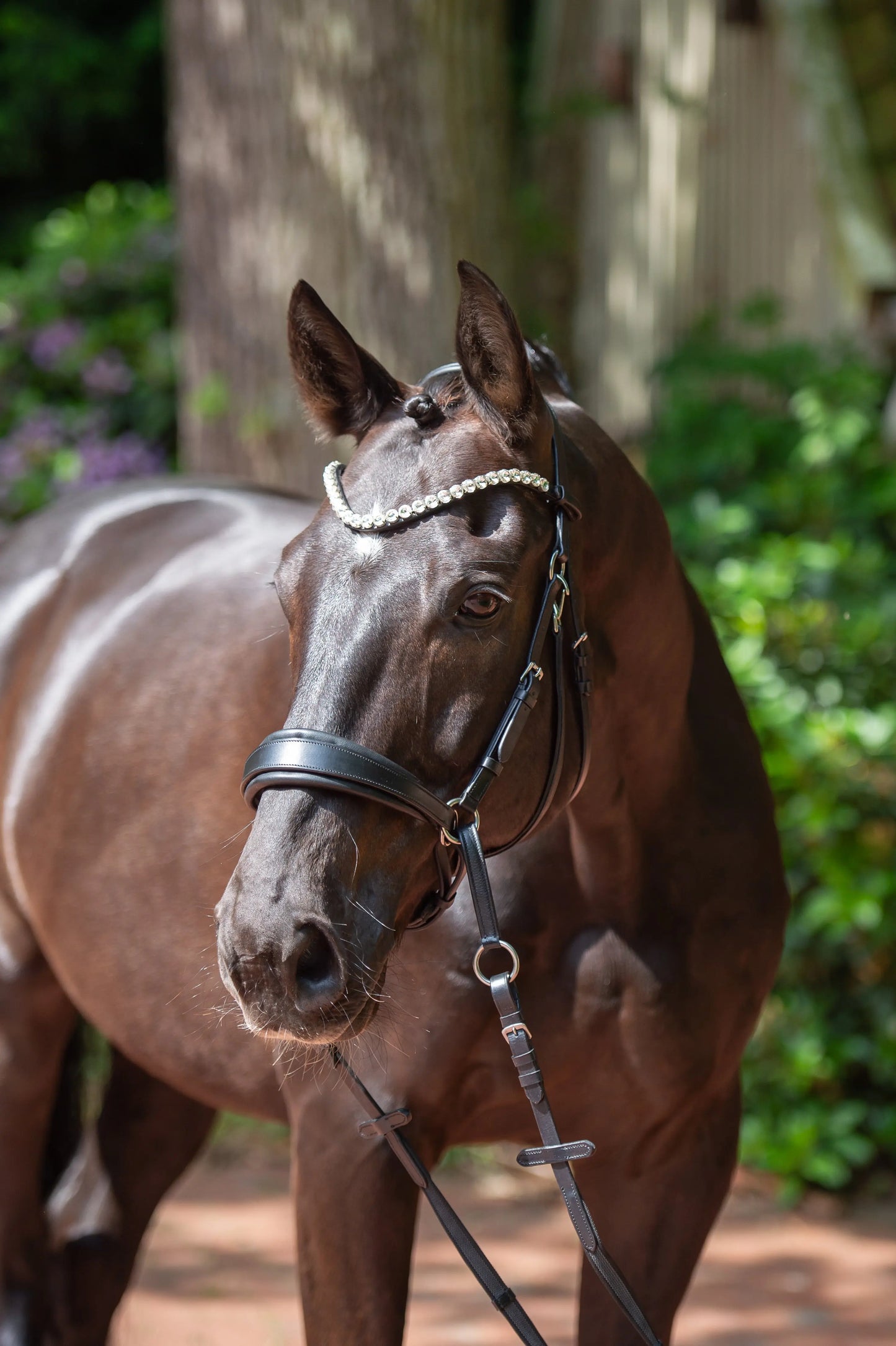 Harmony Bridle - anatomische gebisslose Trense mit Crystal Stirnband ( gebisslose Zäumung Sidepull oder Crossbridle CR-Harmonyequestrian