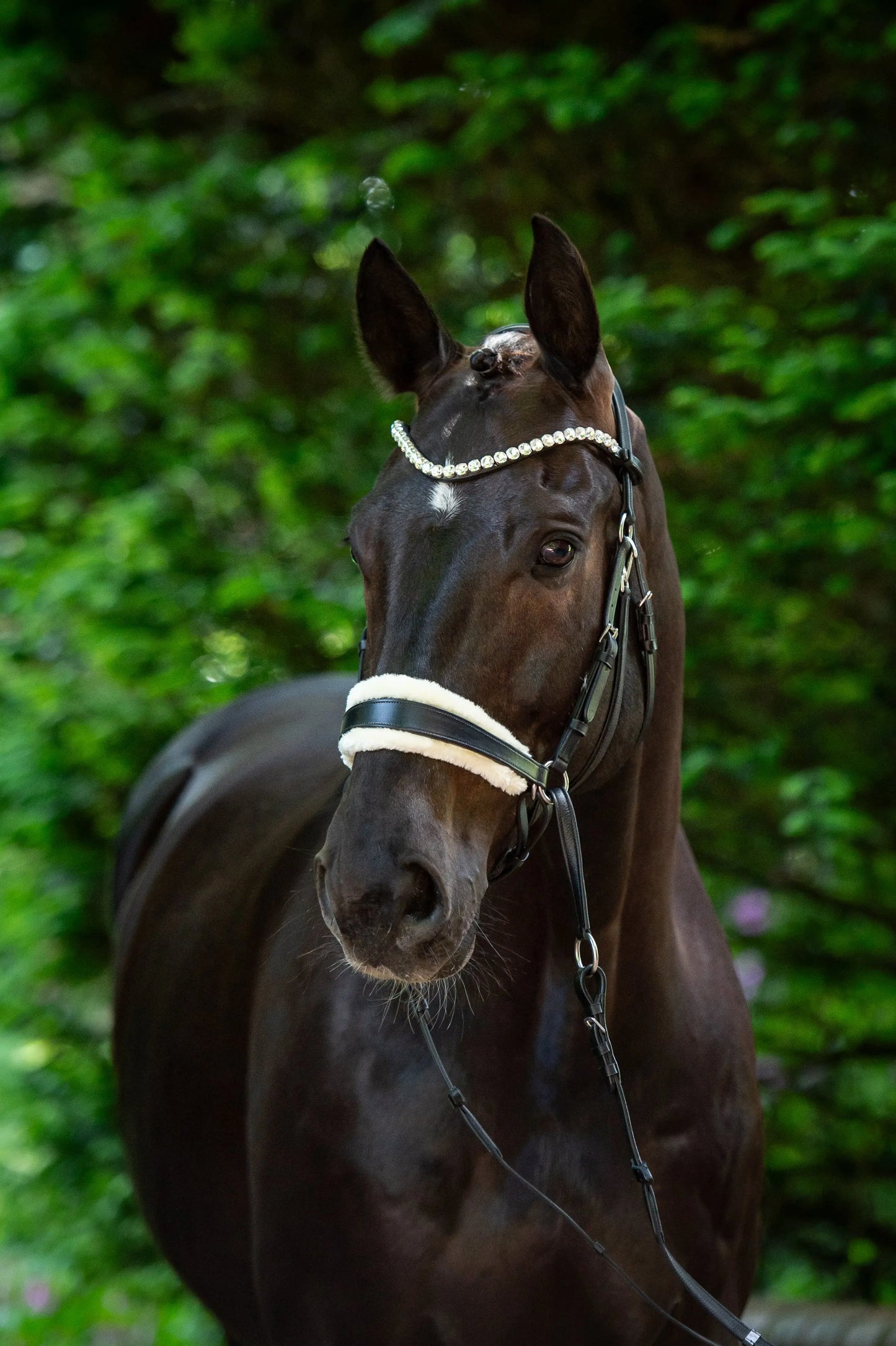 Harmony Bridle - anatomische gebisslose Trense mit Crystal Stirnband ( gebisslose Zäumung Sidepull oder Crossbridle - CR-Harmonyequestrian