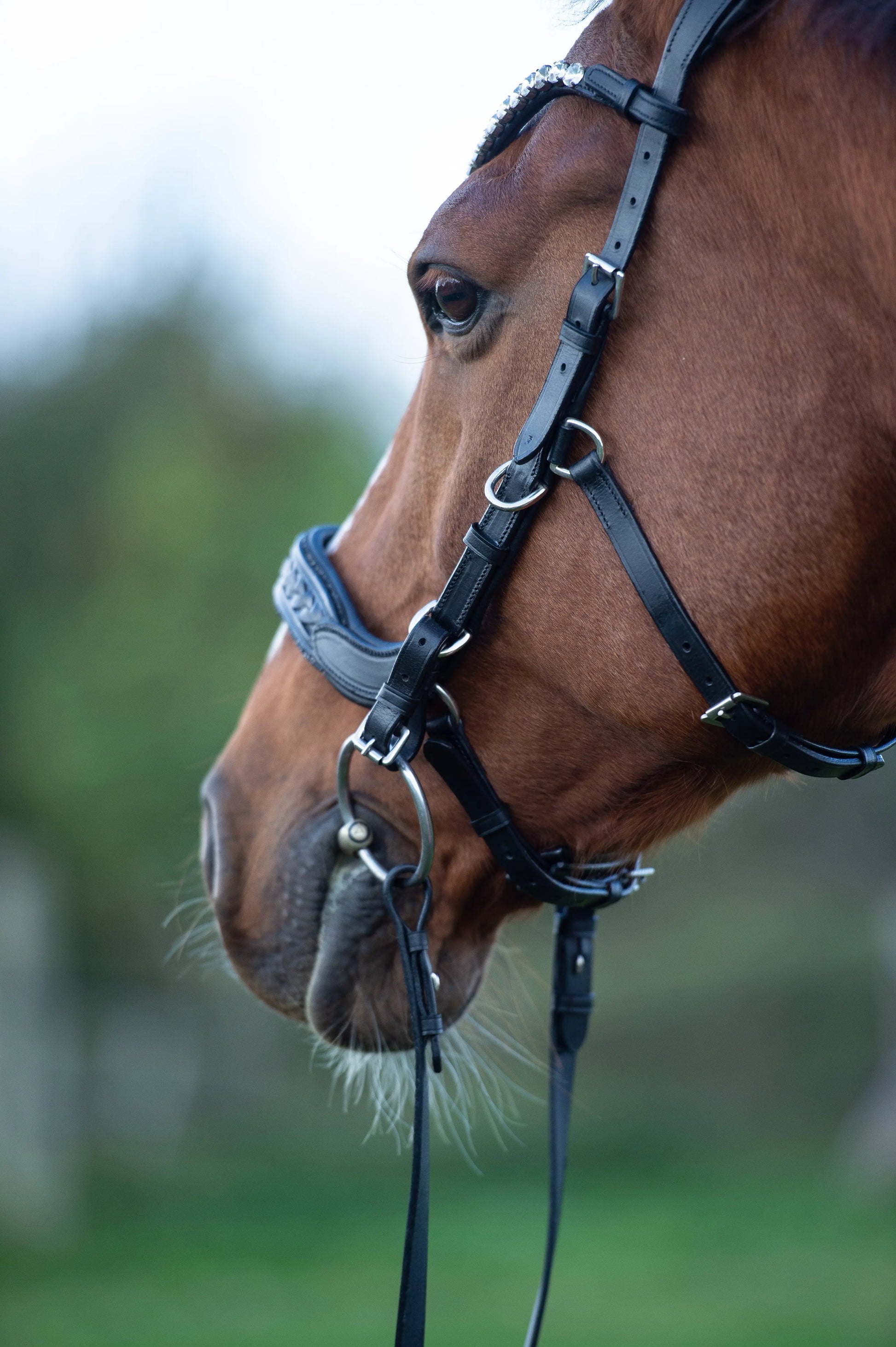 Trense Midnight CR-Harmonyequestrian