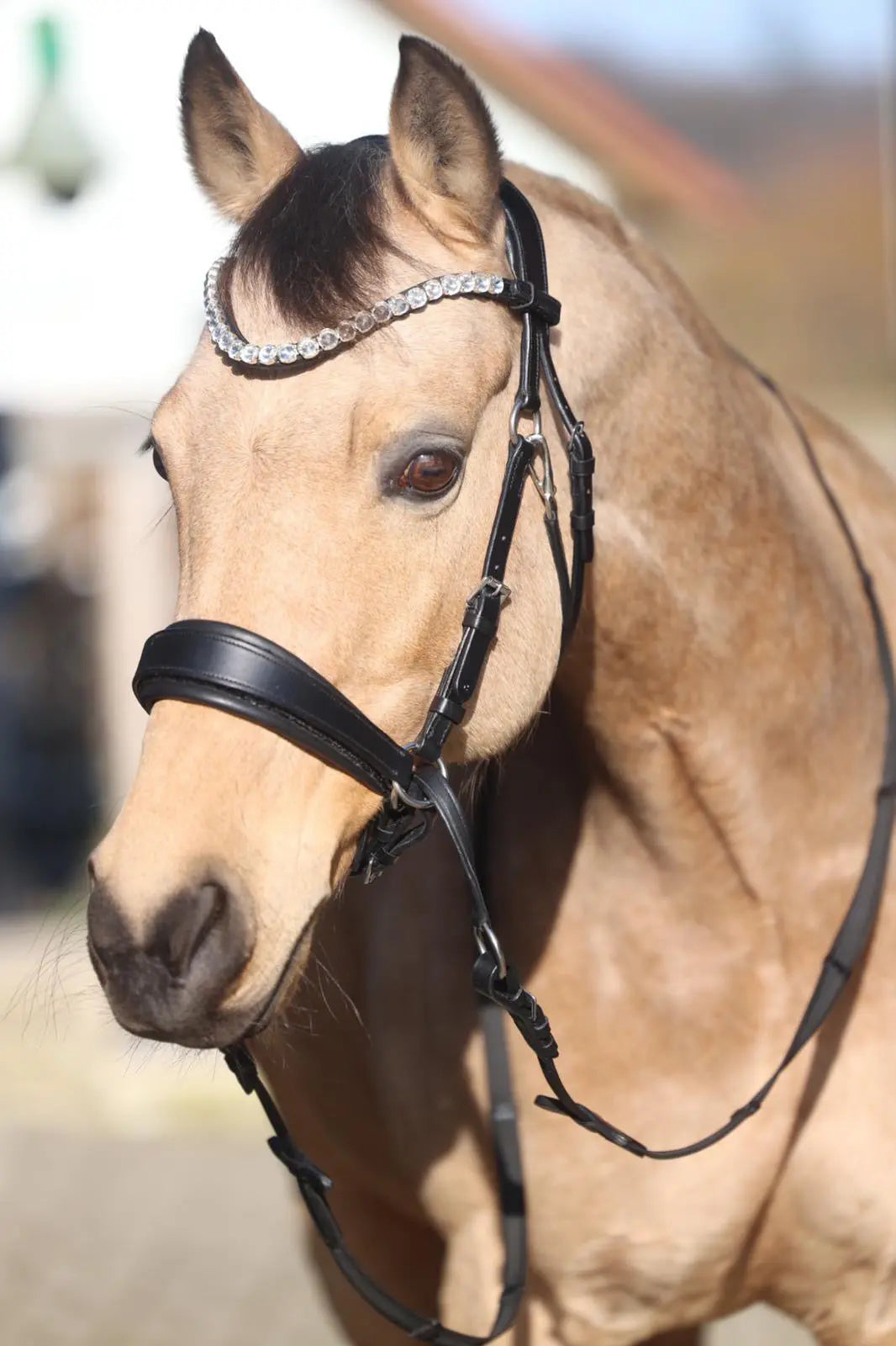 Harmony Bridle - anatomische gebisslose Trense mit Crystal Stirnband ( gebisslose Zäumung Sidepull oder Crossbridle - CR-Harmonyequestrian