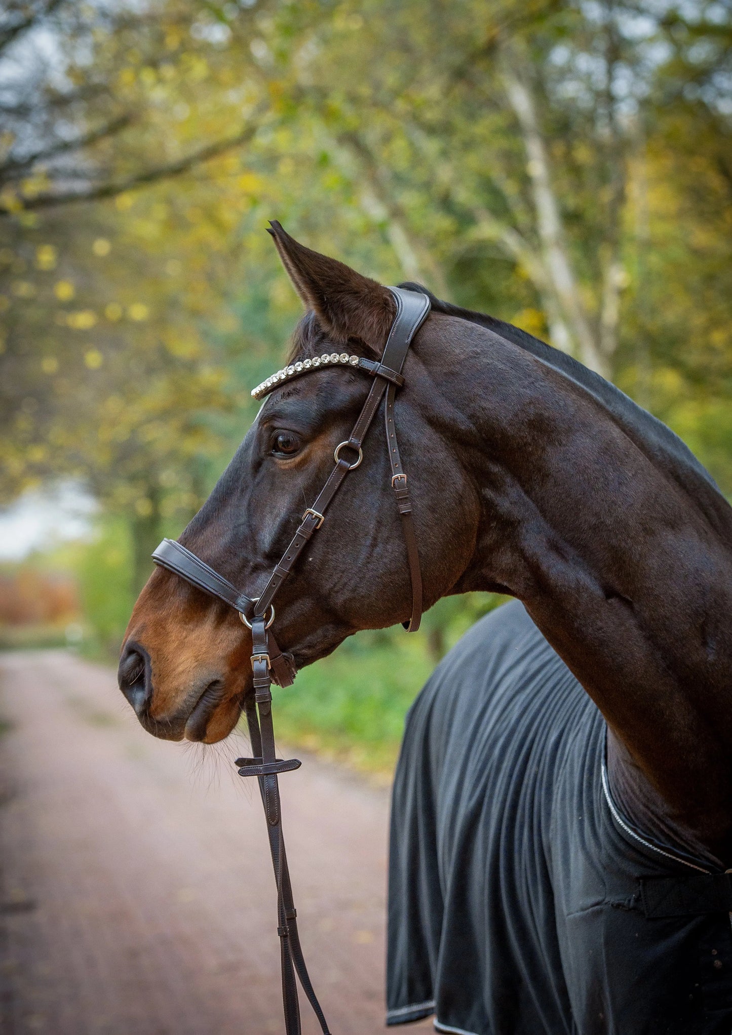 Harmony Bridle - anatomische gebisslose Trense mit Crystal Stirnband ( gebisslose Zäumung Sidepull oder Crossbridle - CR-Harmonyequestrian