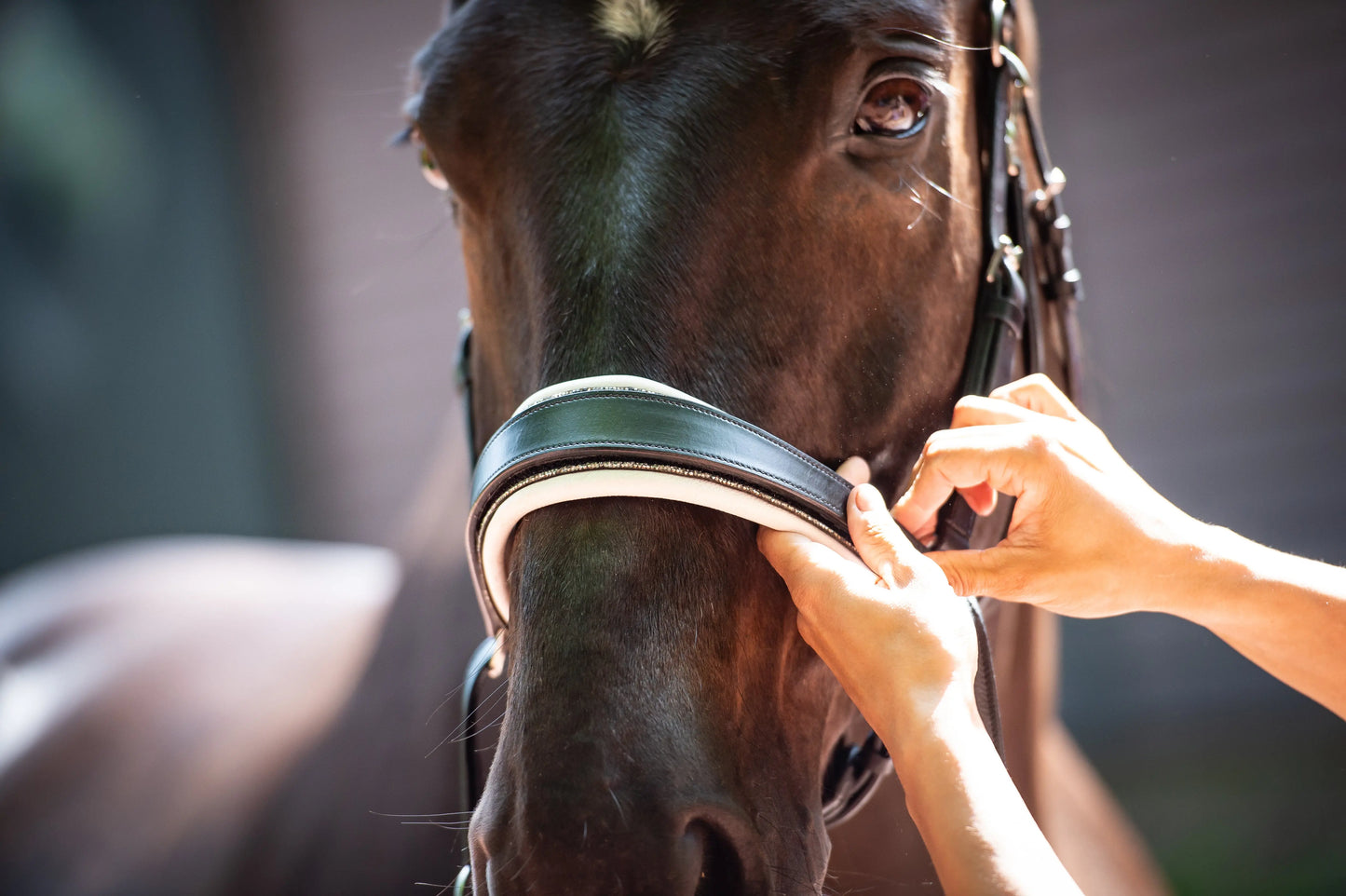 Glitterpad für gebisslose Trense mit Crystal Rocks CR-Harmonyequestrian