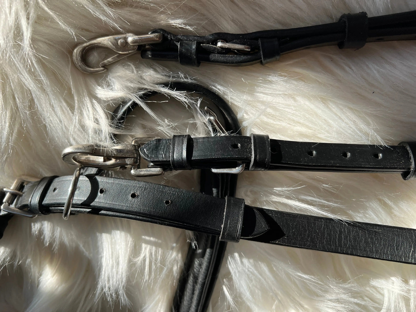 Multizaum Vollblut - CR-Harmonyequestrian