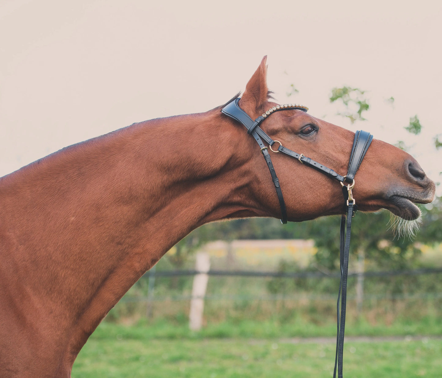Gold Edition LACK - Harmony Bridle - gebisslose Zäumung CR-Harmonyequestrian