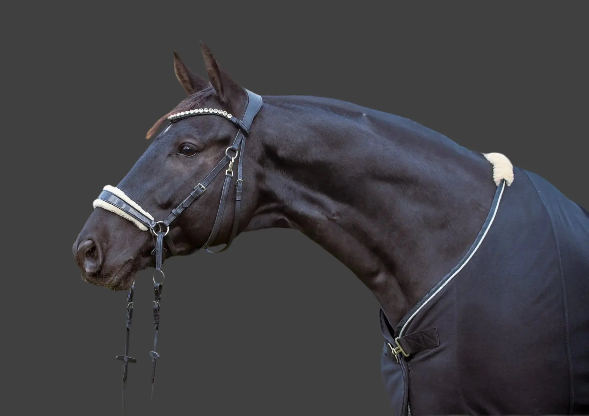gebisslose Trense in Lack Luxury HB Bridle CR-Harmonyequestrian