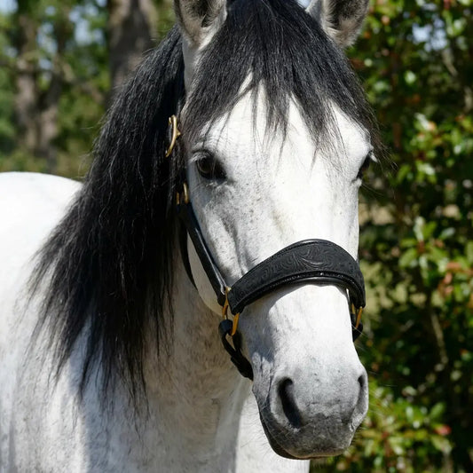 Halfter Velvet Night CR-Harmonyequestrian