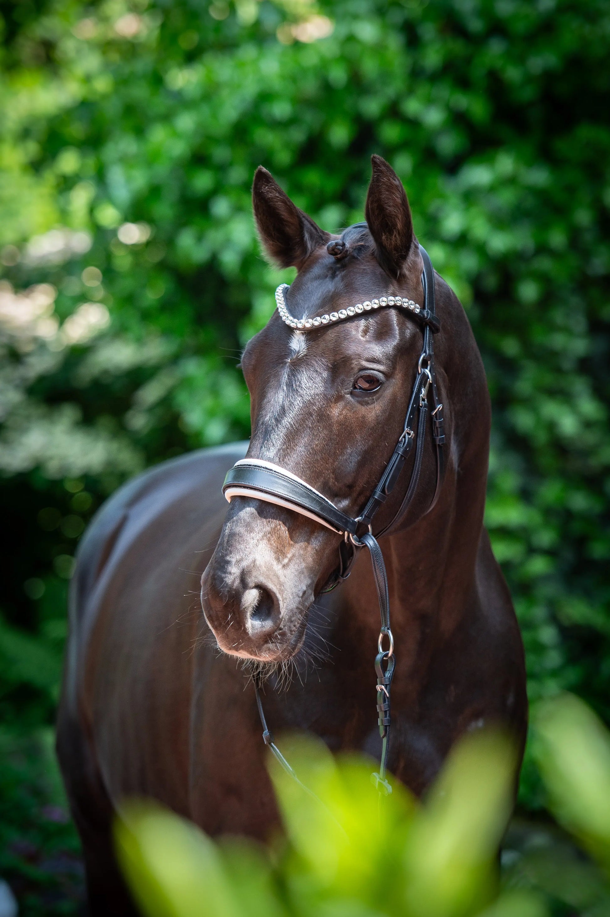 Harmony Bridle - anatomische gebisslose Trense mit Crystal Stirnband ( gebisslose Zäumung Sidepull oder Crossbridle CR-Harmonyequestrian