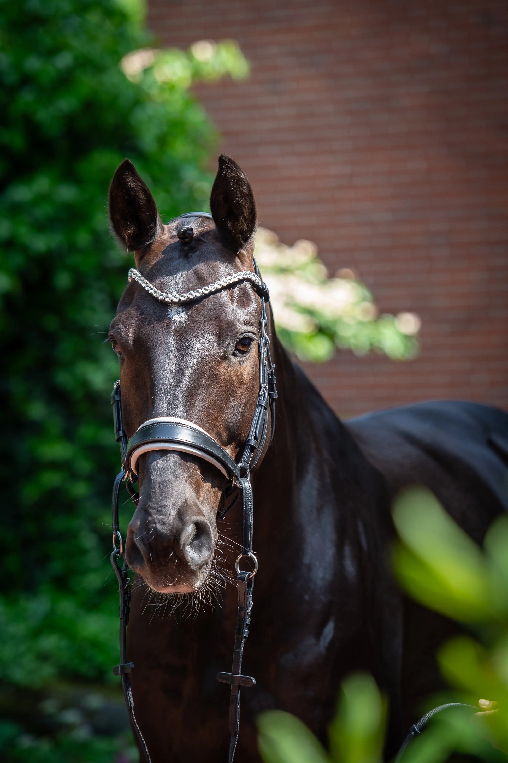 Harmony Bridle - anatomische gebisslose Trense mit Crystal Stirnband ( gebisslose Zäumung Sidepull oder Crossbridle - CR-Harmonyequestrian