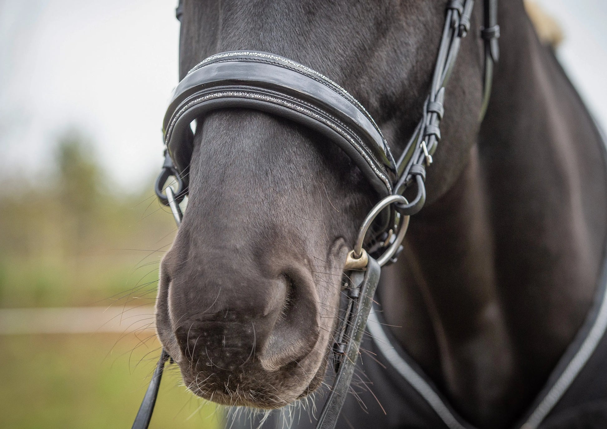 Glamourös Lack Trense schwarz mit Silber Crystal Rocks CR-Harmonyequestrian
