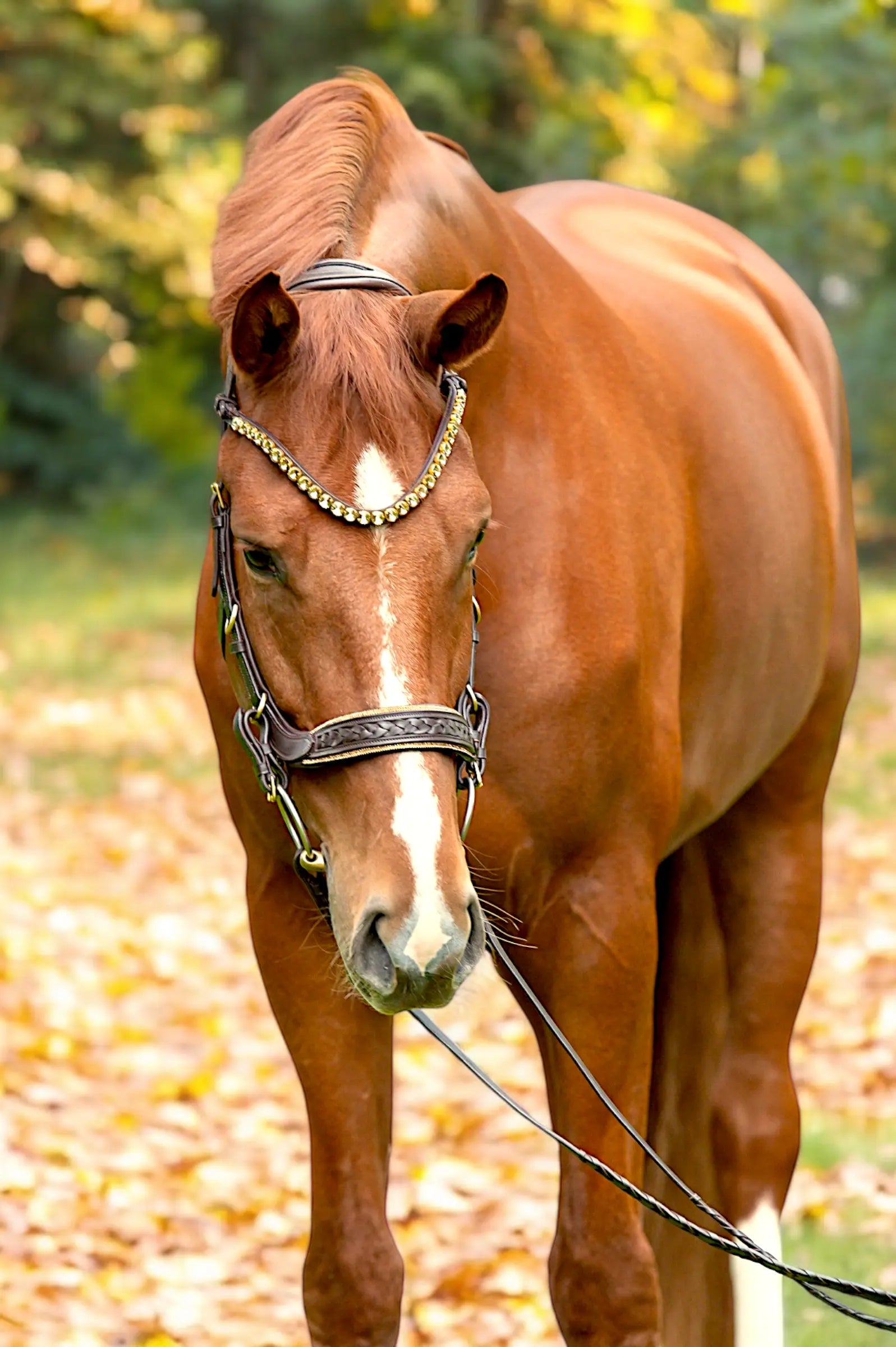 Trense Midnight CR-Harmonyequestrian