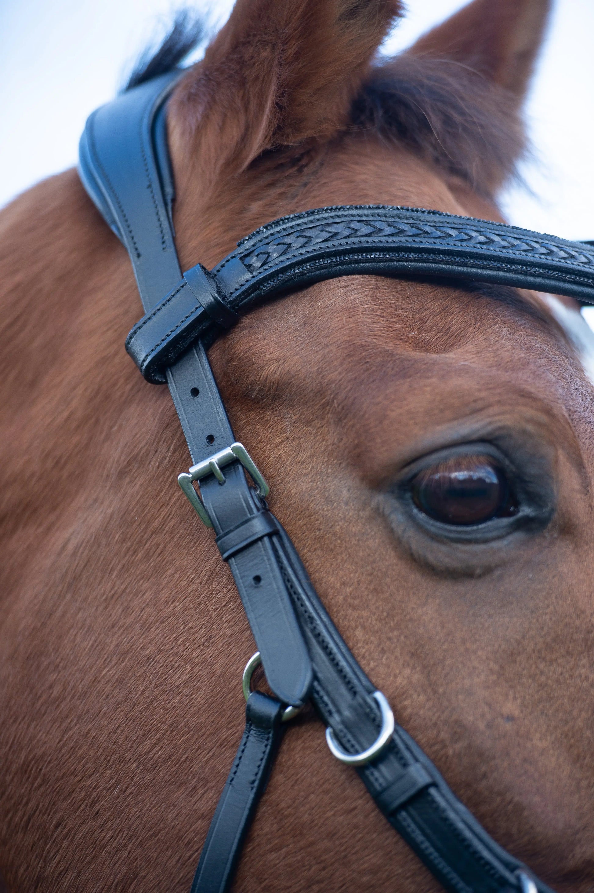 Trense Midnight CR-Harmonyequestrian