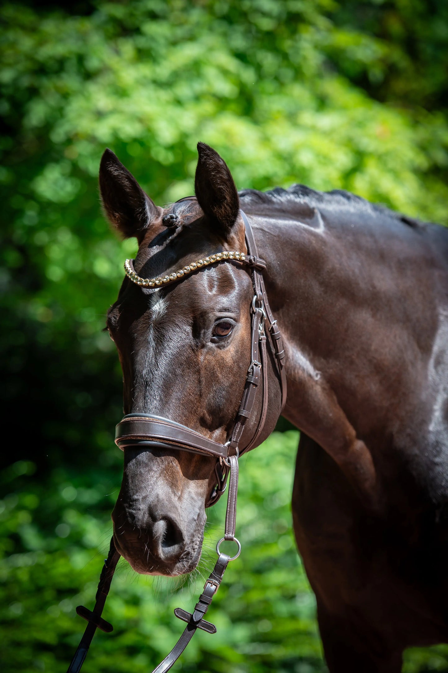 Gold Edition LACK - Harmony Bridle - gebisslose Zäumung CR-Harmonyequestrian