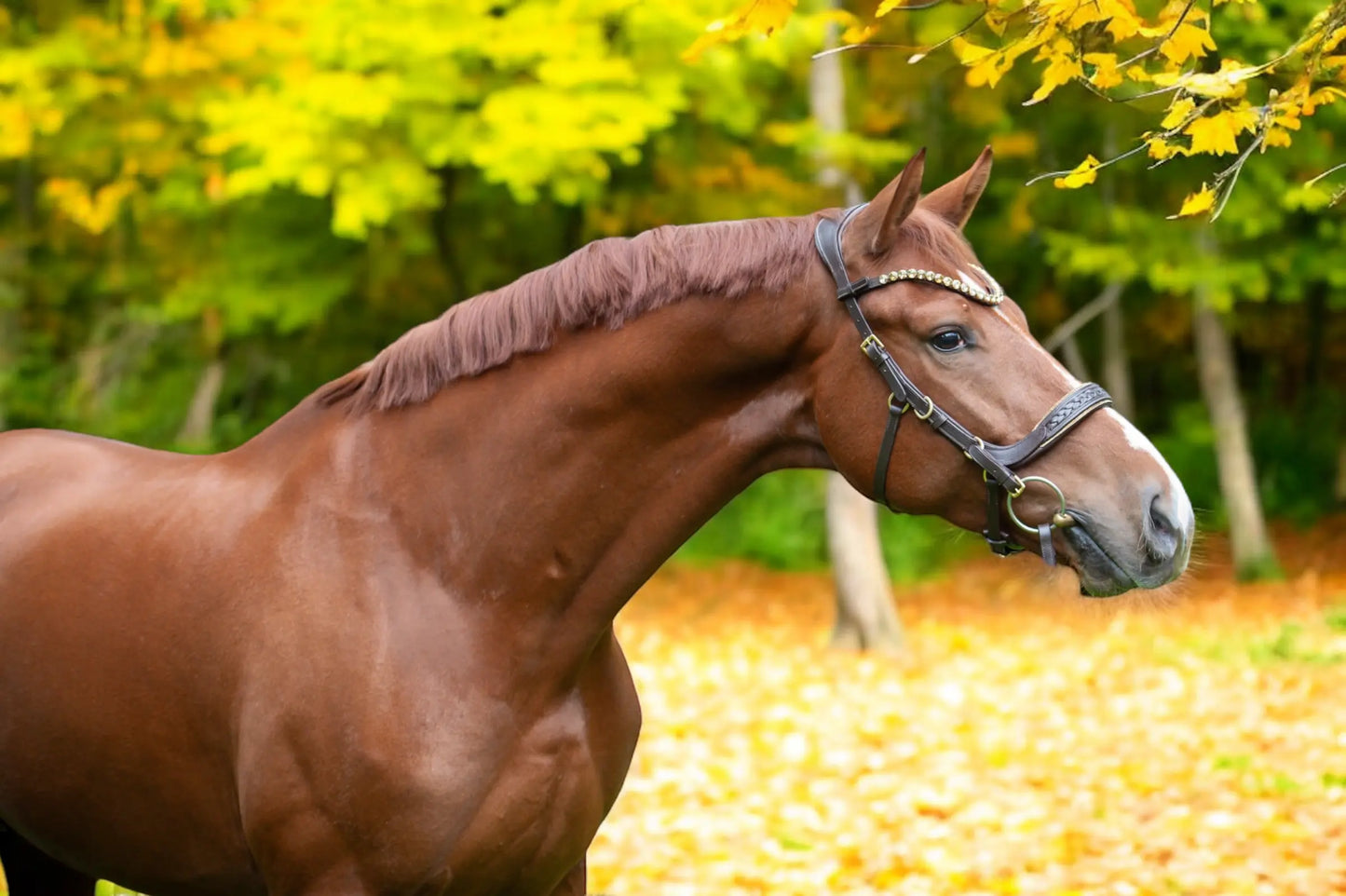 Trense Midnight CR-Harmonyequestrian