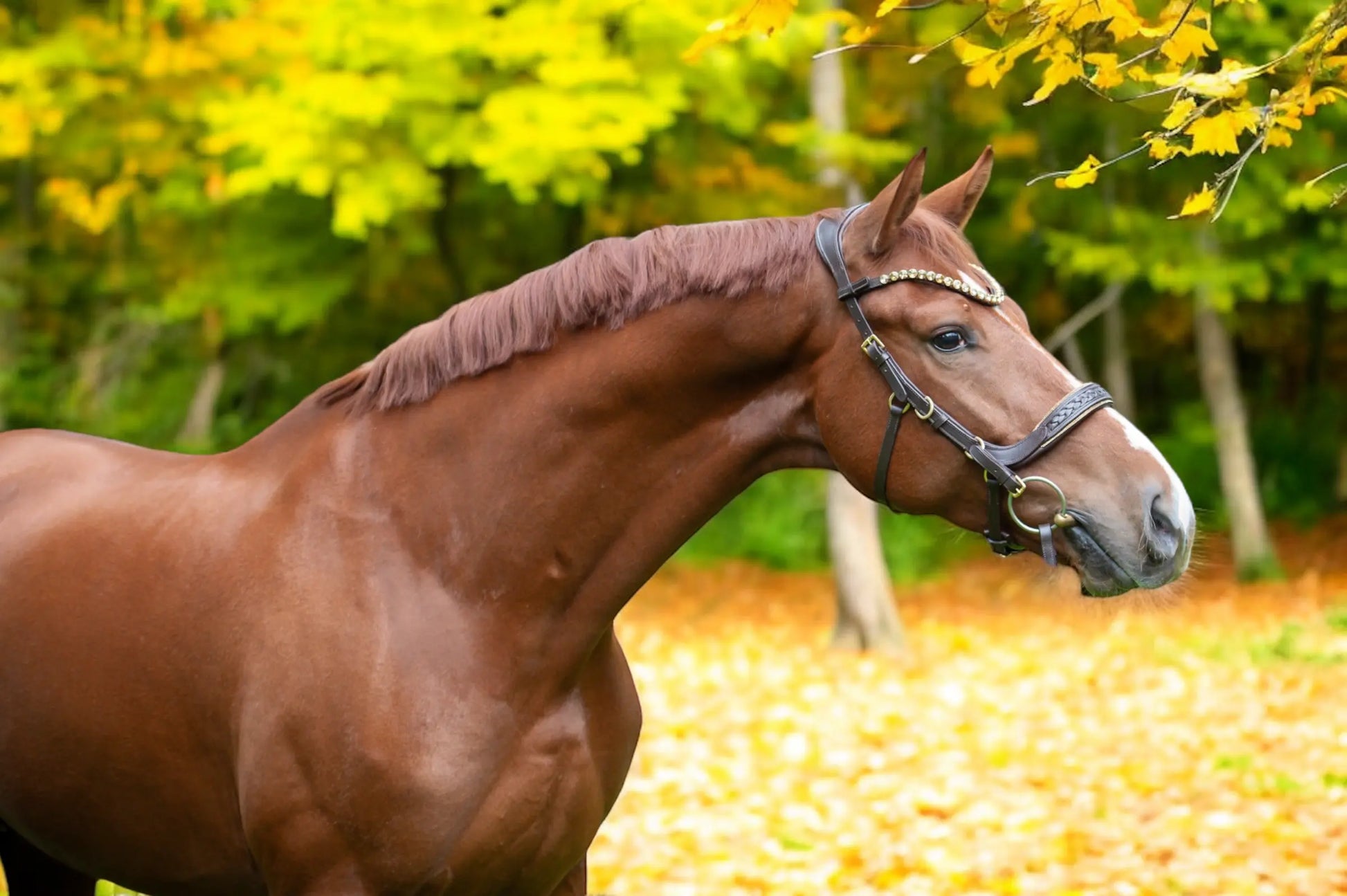 Trense Midnight CR-Harmonyequestrian