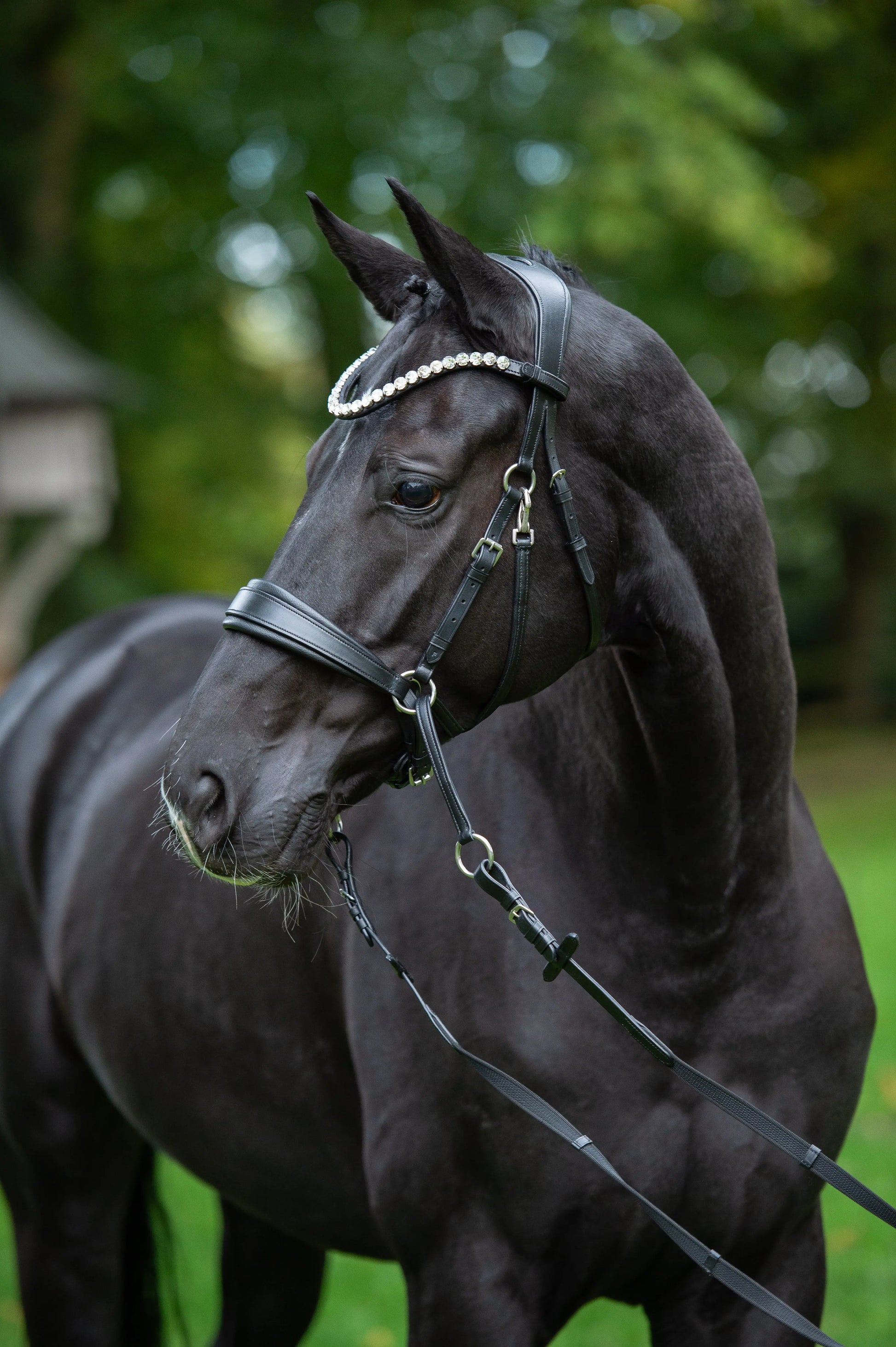 CR Harmonybridle - gebisslose 3 in 1 Zäumung CR-Harmonyequestrian