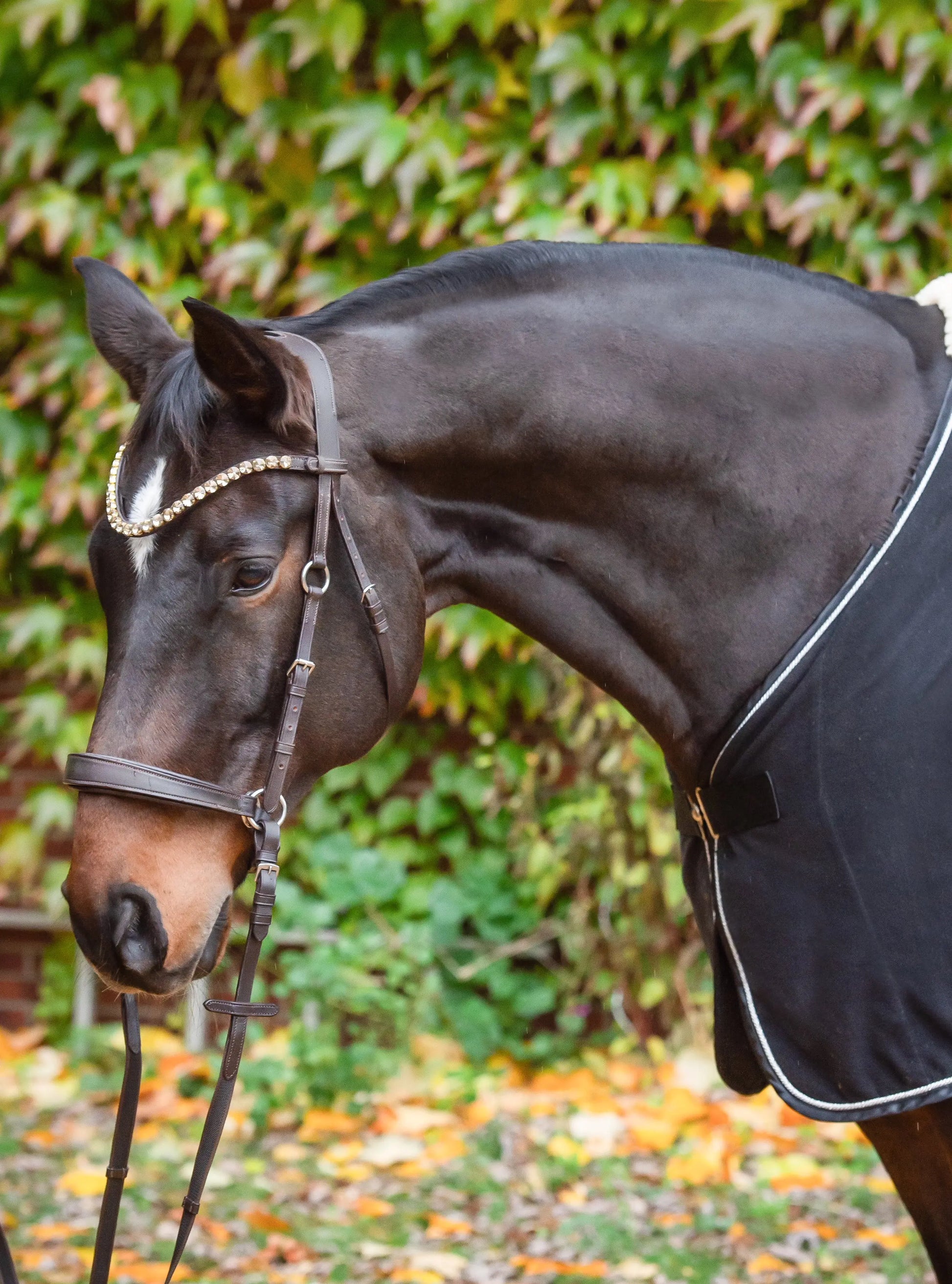 Harmony Bridle - anatomische gebisslose Trense mit Crystal Stirnband ( gebisslose Zäumung Sidepull oder Crossbridle - CR-Harmonyequestrian