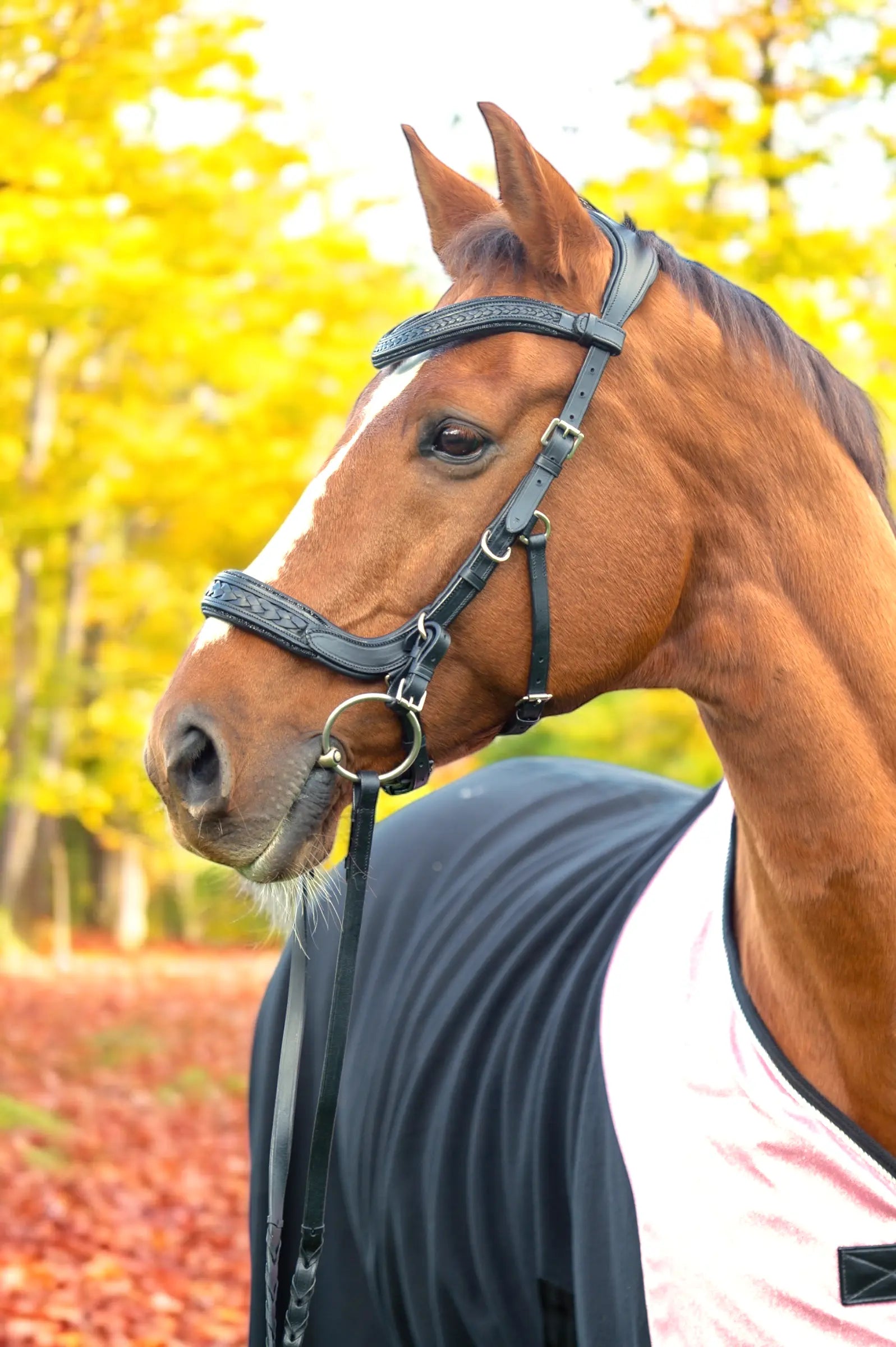 Trense Midnight CR-Harmonyequestrian