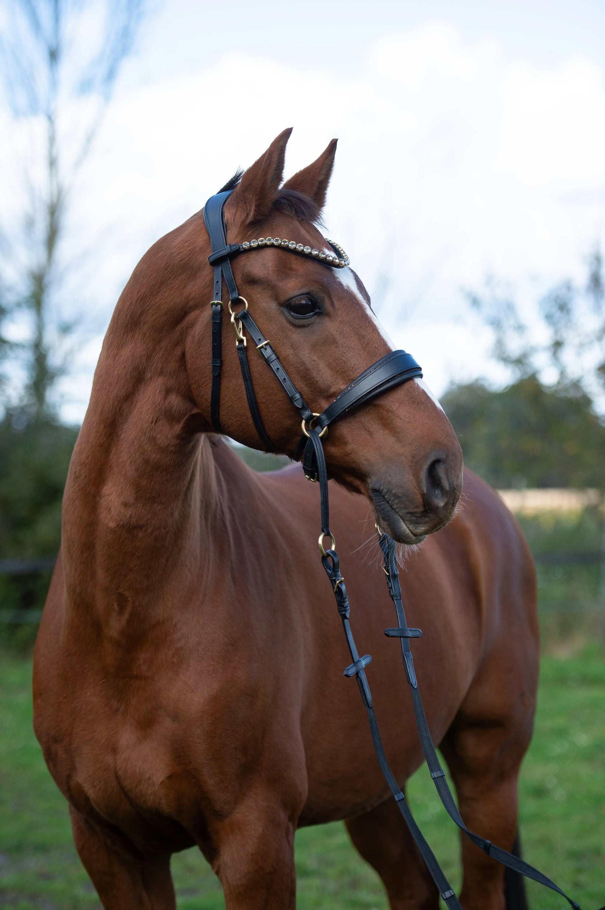 Gold Edition LACK - Harmony Bridle - gebisslose Zäumung CR-Harmonyequestrian