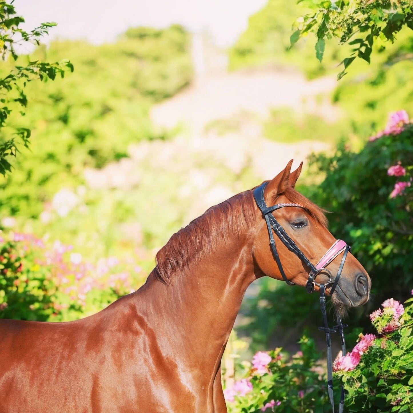 Trense Pink Glitter Vollblut CR-Harmonyequestrian