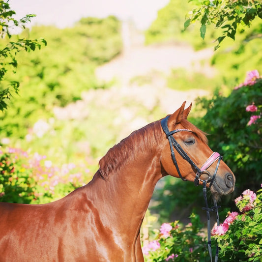 Trense Pink Glitter Vollblut CR-Harmonyequestrian