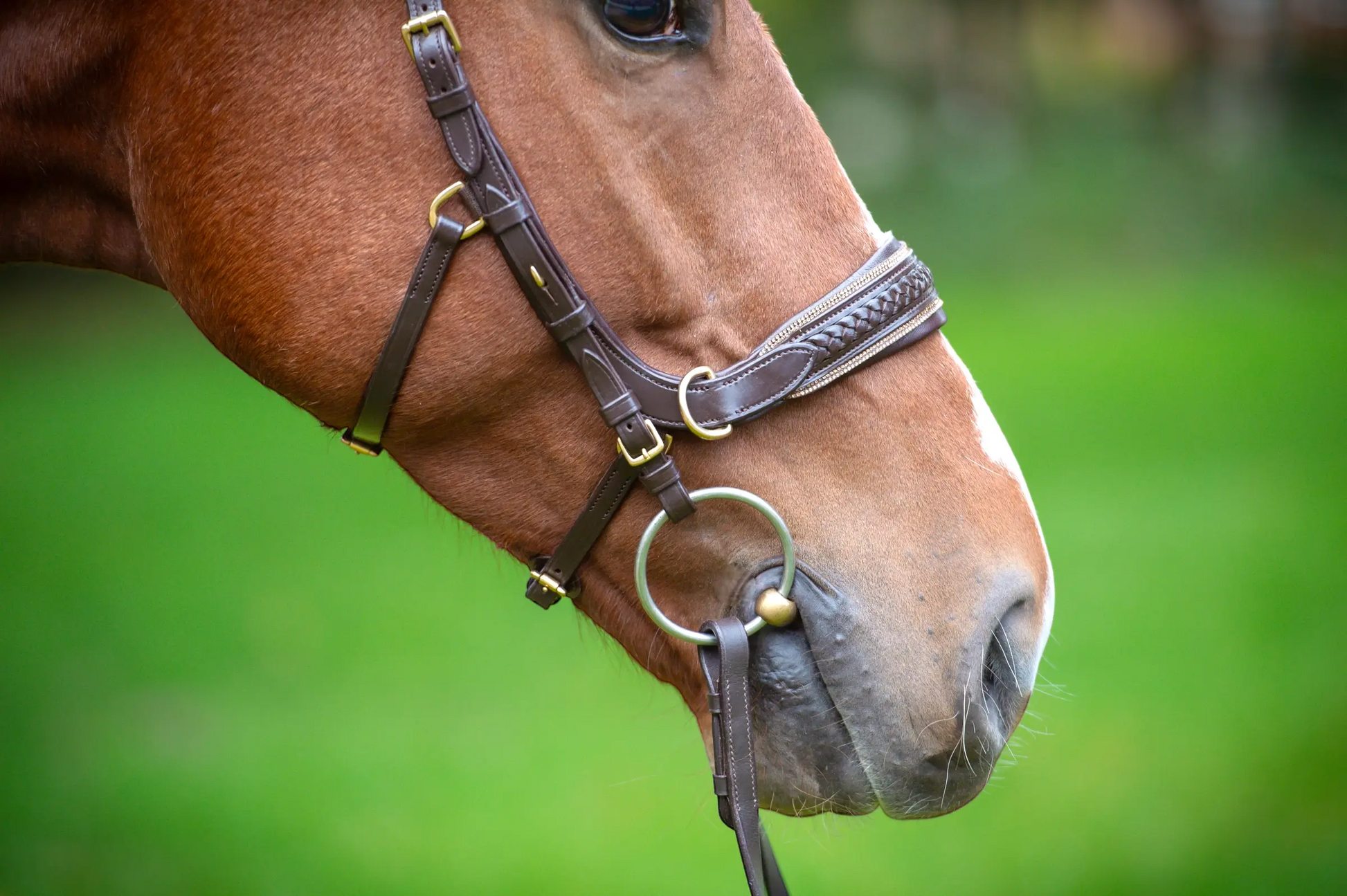 Midnight Supreme - CR-Harmonyequestrian Geflochtene Trense 240.00