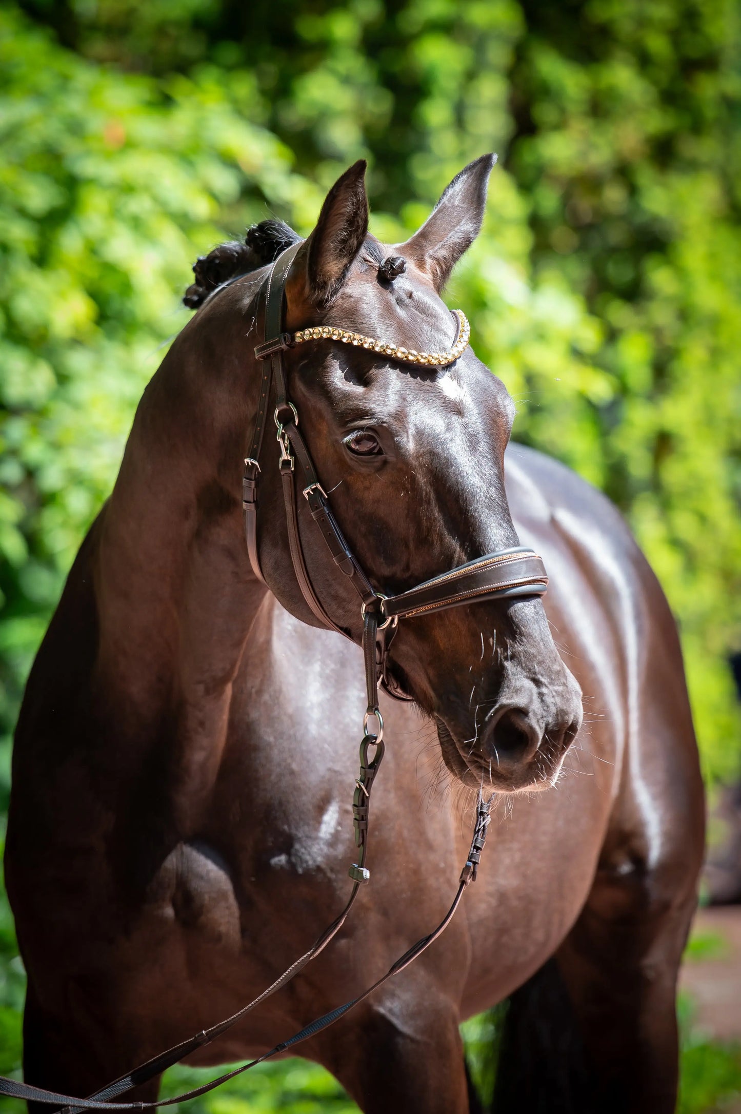 Gold Edition LACK - Harmony Bridle - gebisslose Zäumung CR-Harmonyequestrian