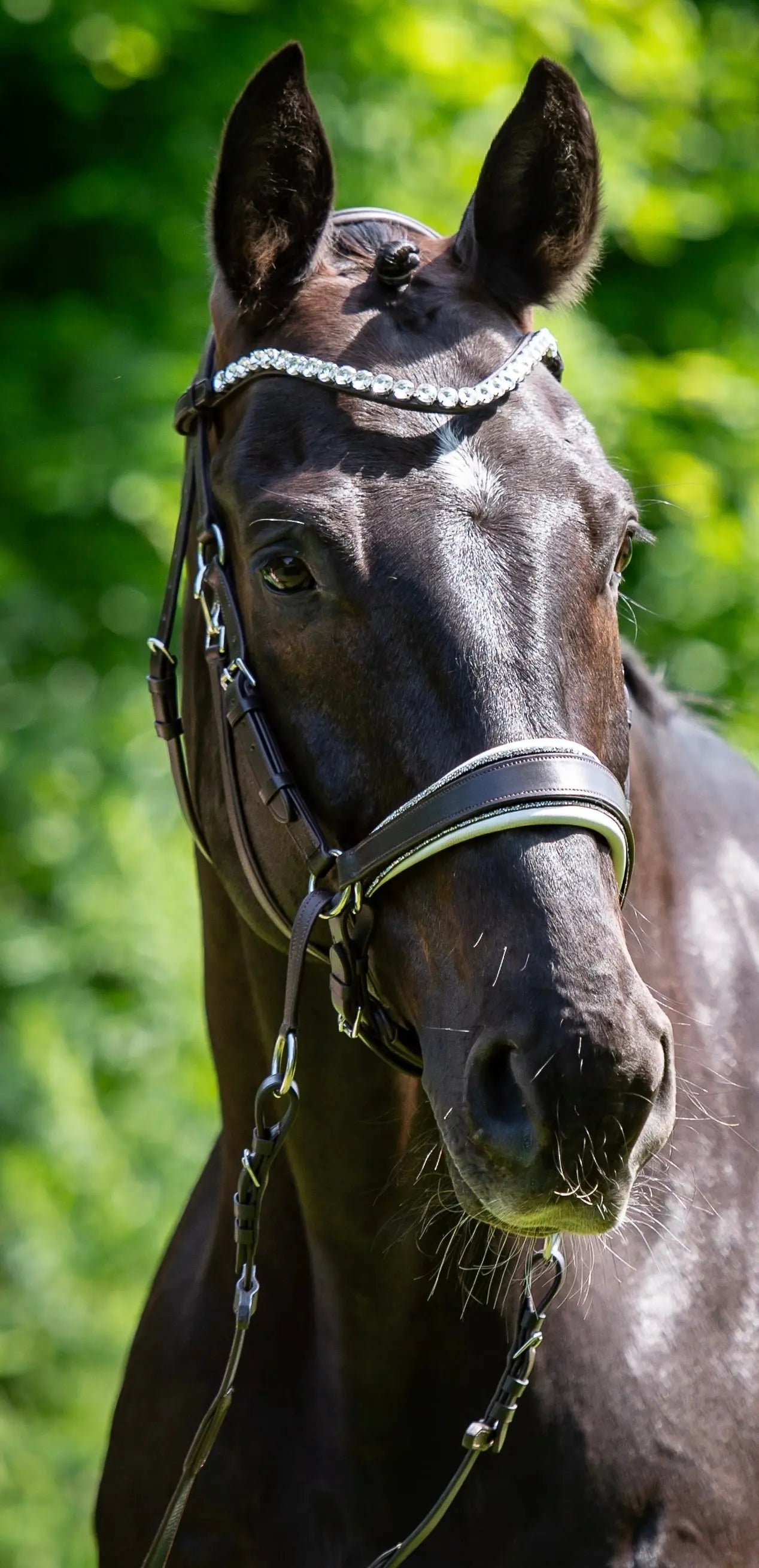 Glitterpad für gebisslose Trense mit Crystal Rocks CR-Harmonyequestrian