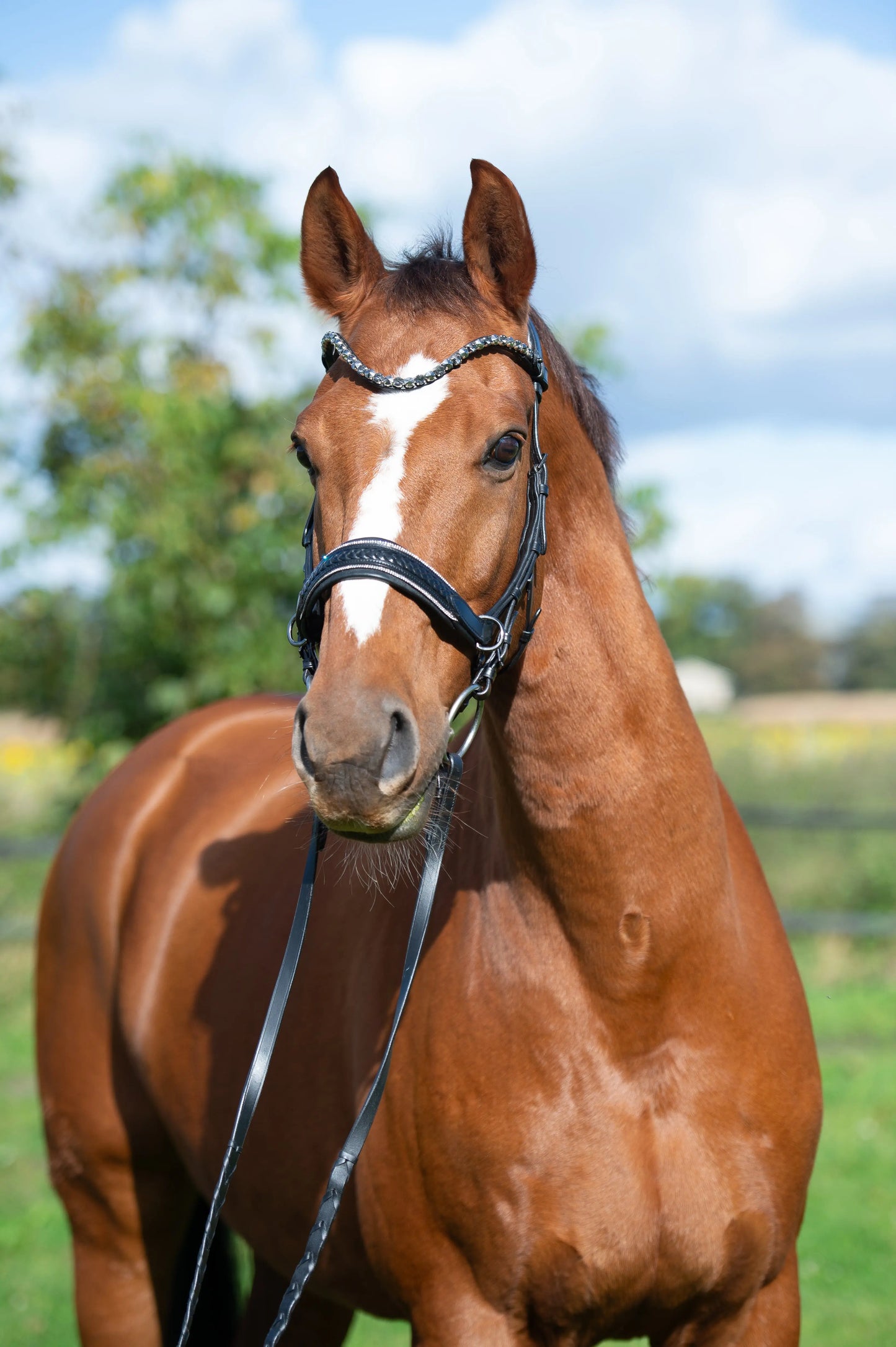 Midnight Supreme - CR-Harmonyequestrian Geflochtene Trense 240.00 Vb-Schwarz-Silber