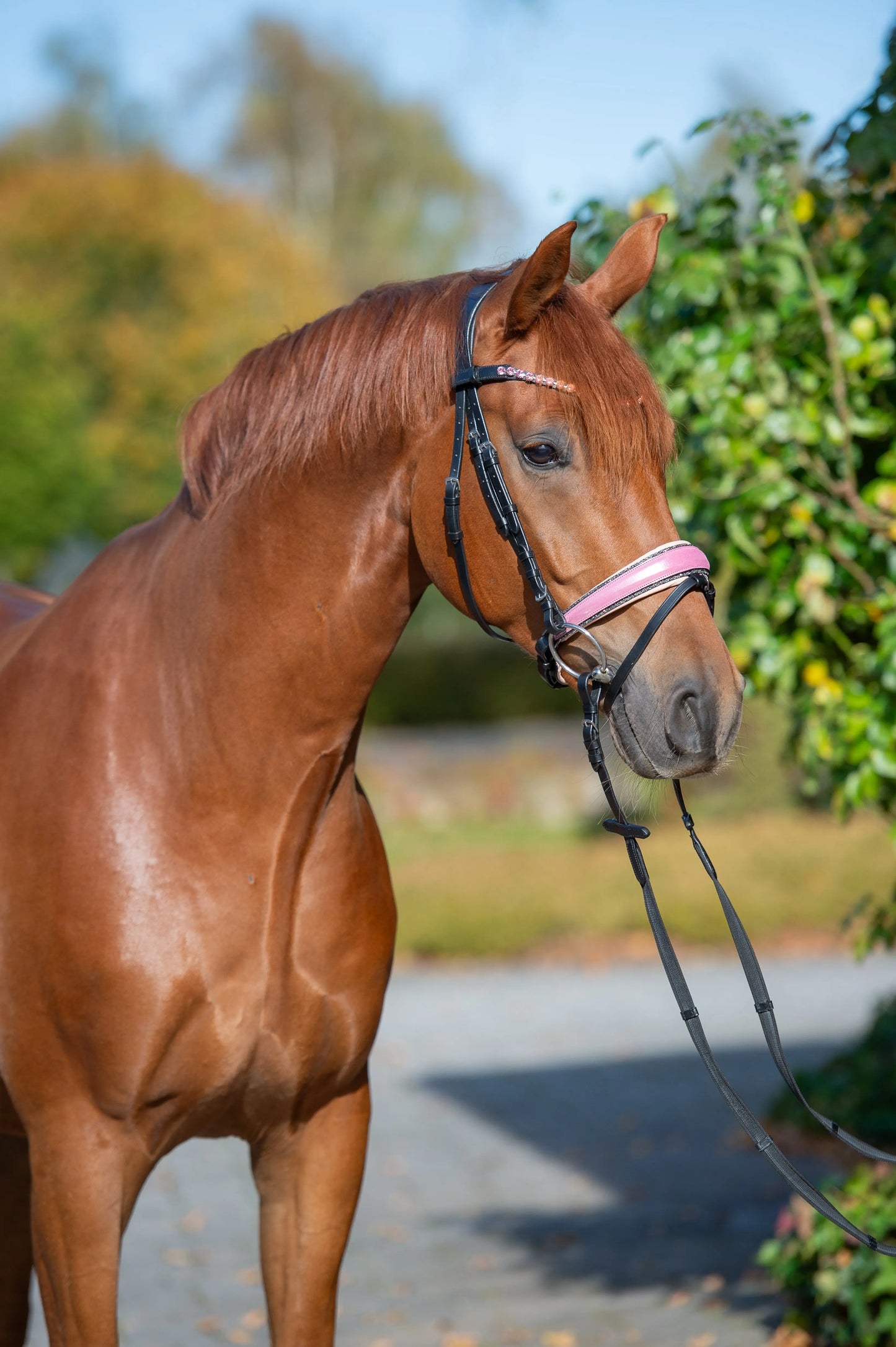 Trense Pink Glitter Vollblut CR-Harmonyequestrian
