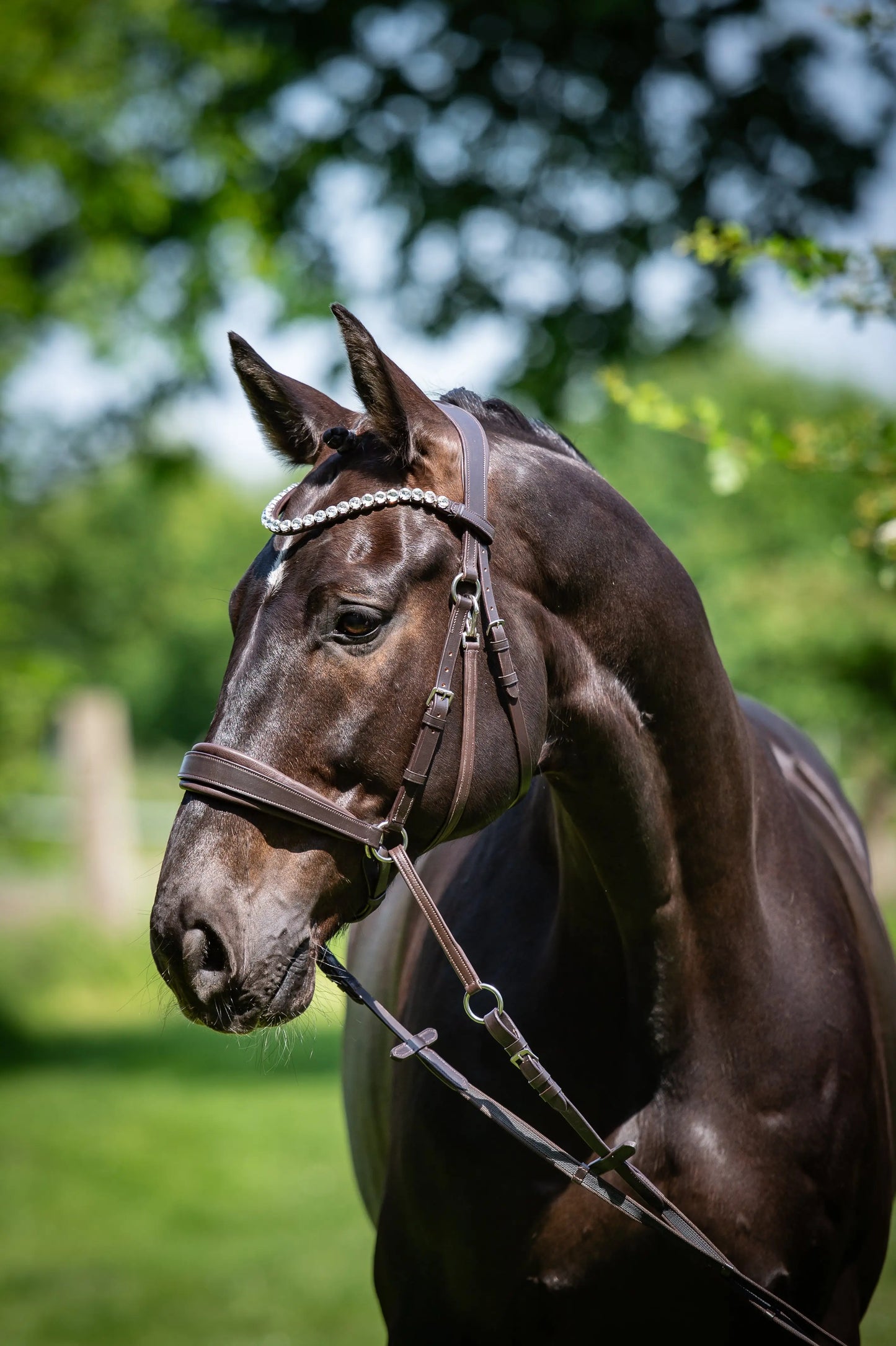 Harmony Bridle - anatomische gebisslose Trense mit Crystal Stirnband ( gebisslose Zäumung Sidepull oder Crossbridle CR-Harmonyequestrian