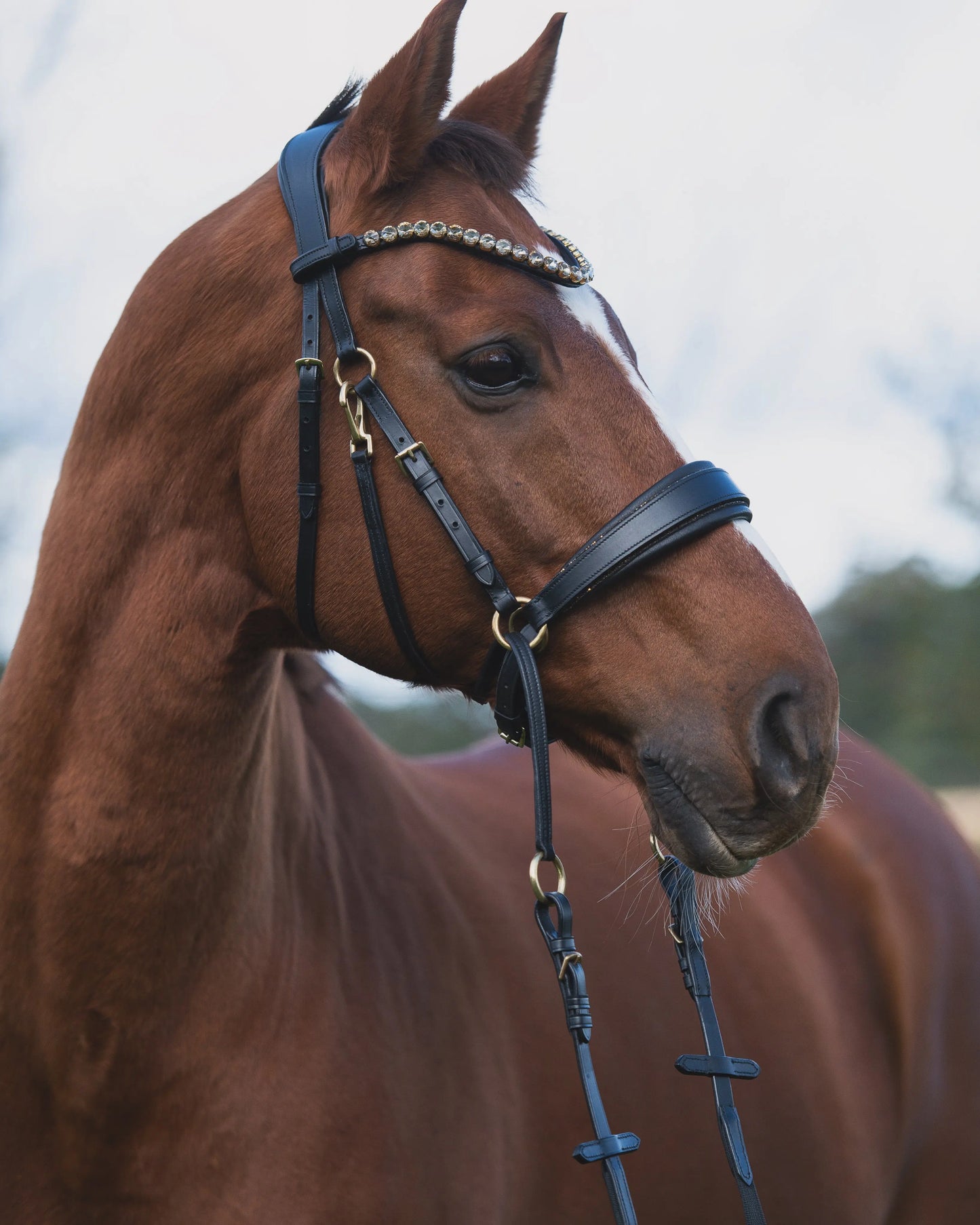 Gold Edition LACK - Harmony Bridle - gebisslose Zäumung CR-Harmonyequestrian