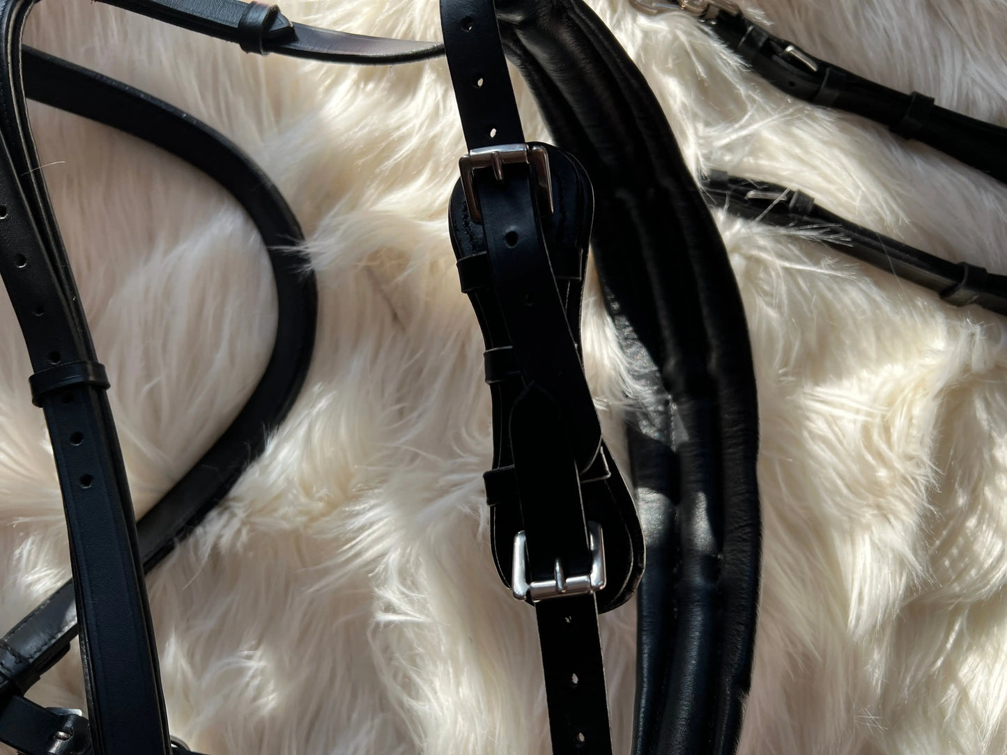 Multizaum Vollblut - CR-Harmonyequestrian