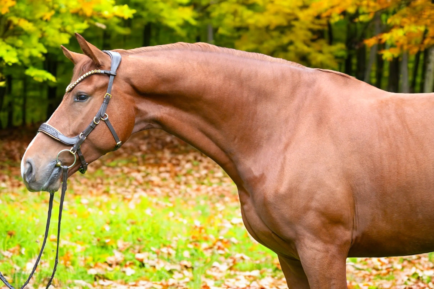 Trense Midnight CR-Harmonyequestrian