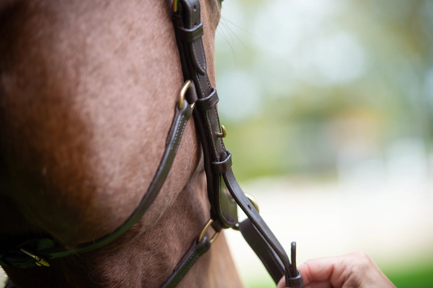 Midnight Supreme - CR-Harmonyequestrian Geflochtene Trense 240.00