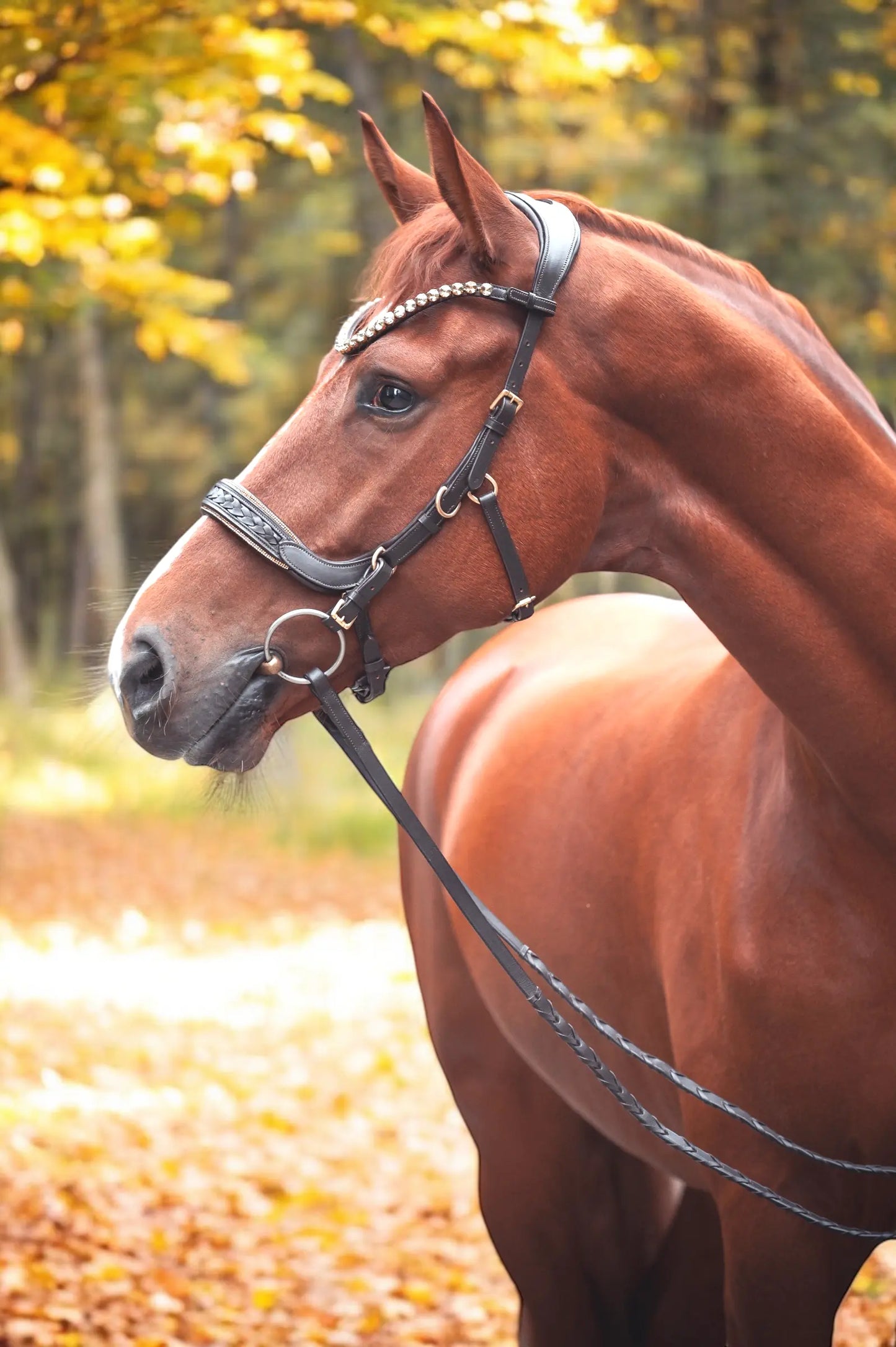 Trense Midnight CR-Harmonyequestrian