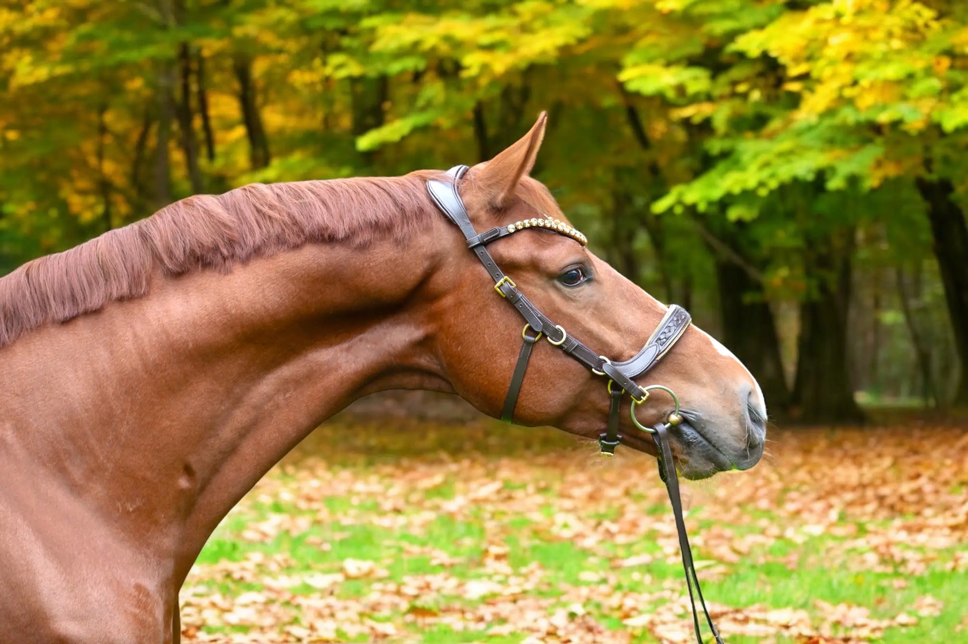 Trense Midnight CR-Harmonyequestrian