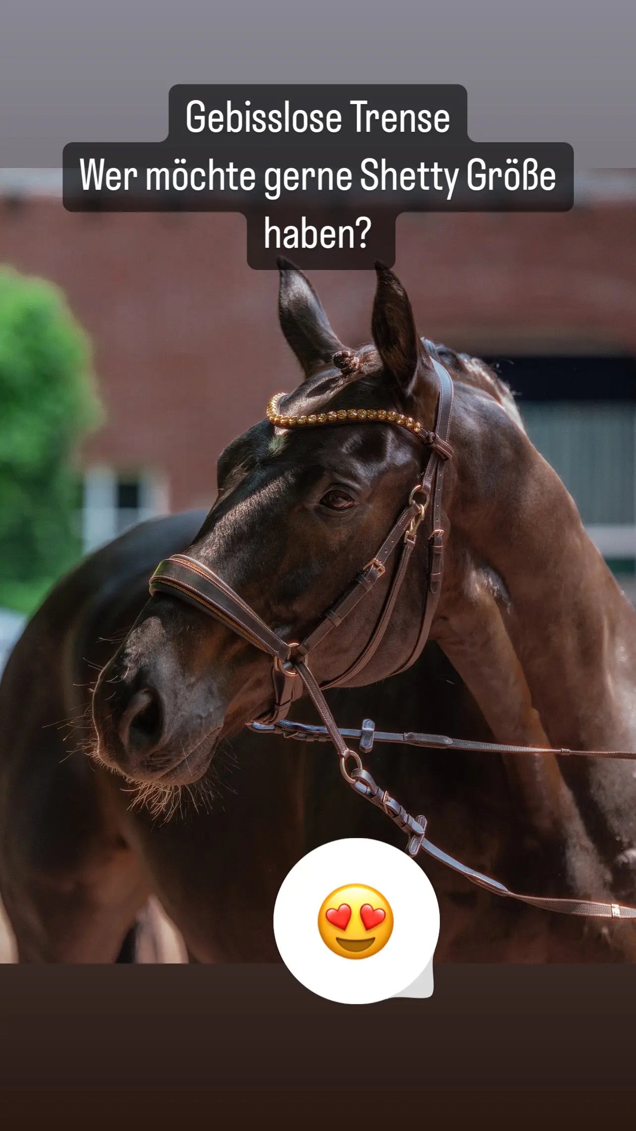 Harmony Bridle - anatomische gebisslose Trense mit Crystal Stirnband ( gebisslose Zäumung Sidepull oder Crossbridle - CR-Harmonyequestrian
