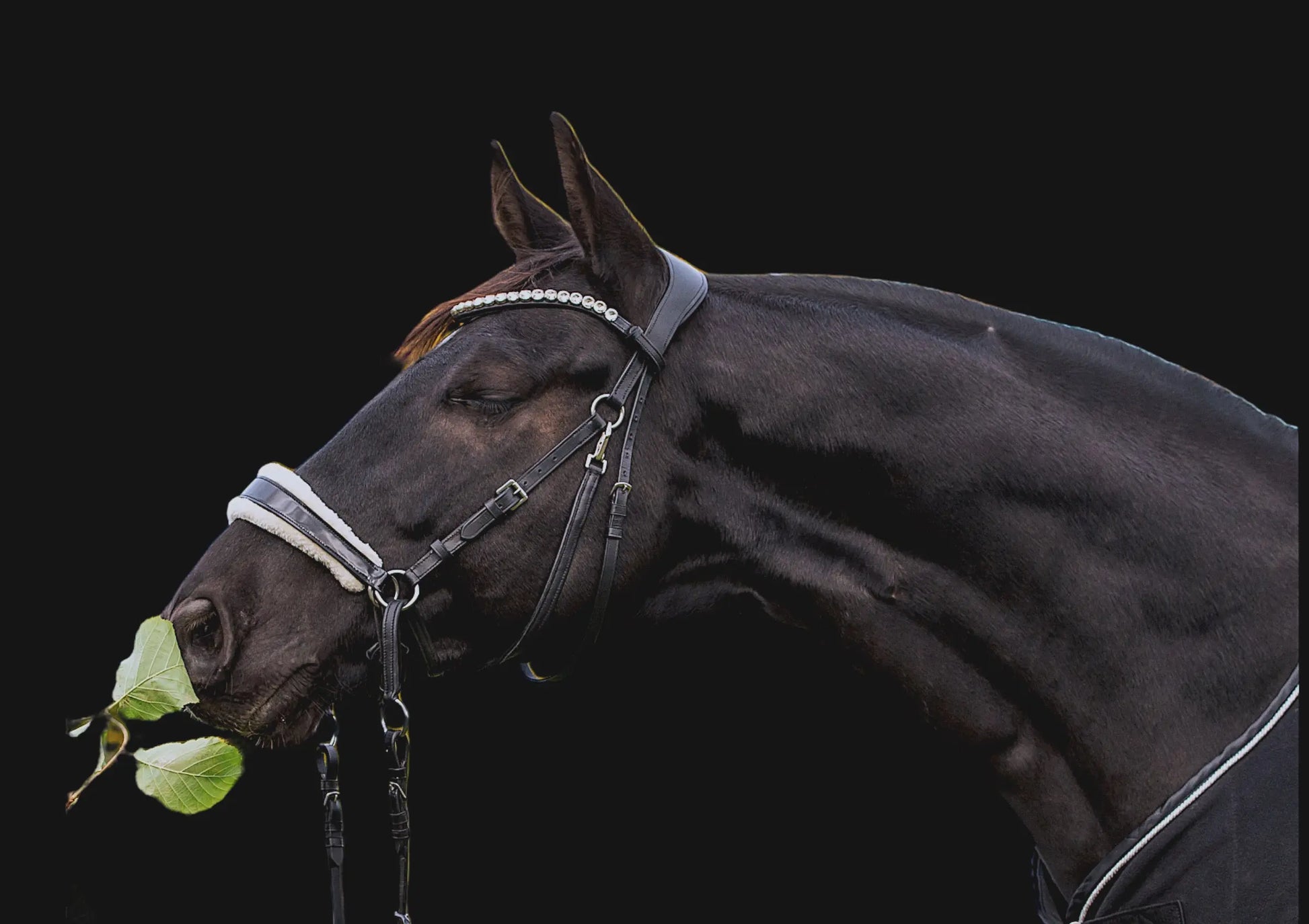 gebisslose Trense in Lack Luxury HB Bridle CR-Harmonyequestrian