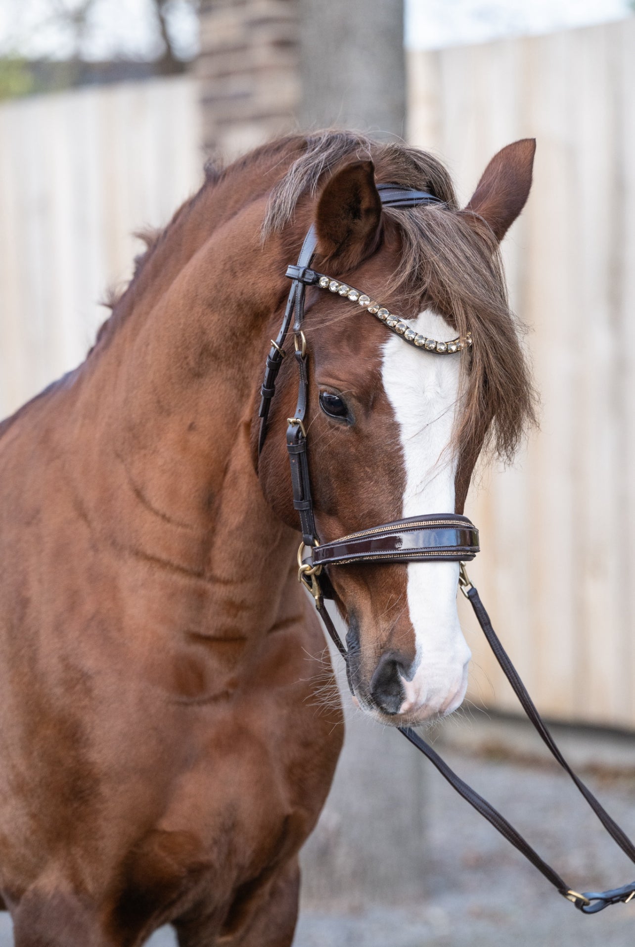 Gold Edition - Harmony Bridle - gebisslose Zäumung CR-Harmonyequestrian