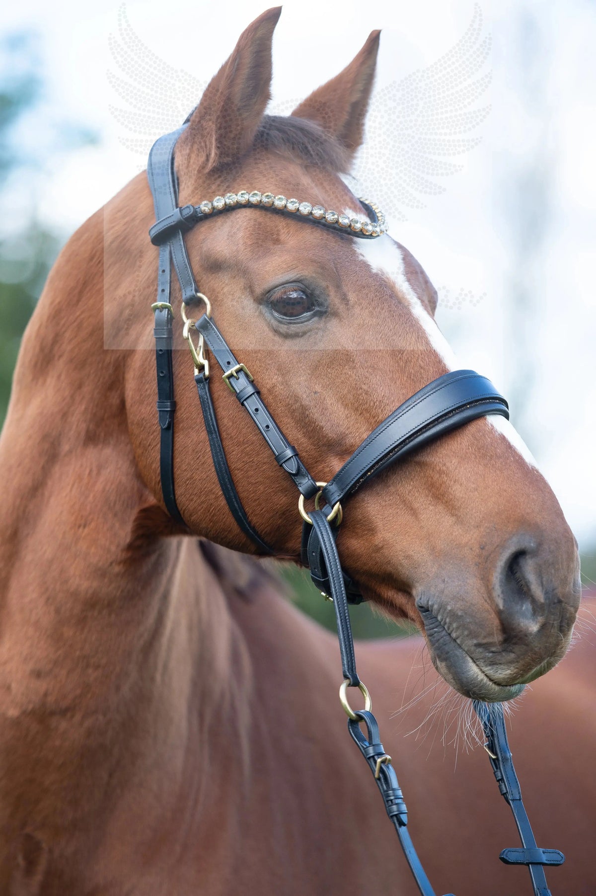 Édition Or LACK - Brideau Harmony - brideau sans mors CR-Harmonyequestrian