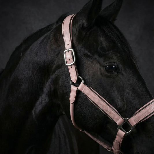 Halfter Baby Lizard CR-Harmonyequestrian