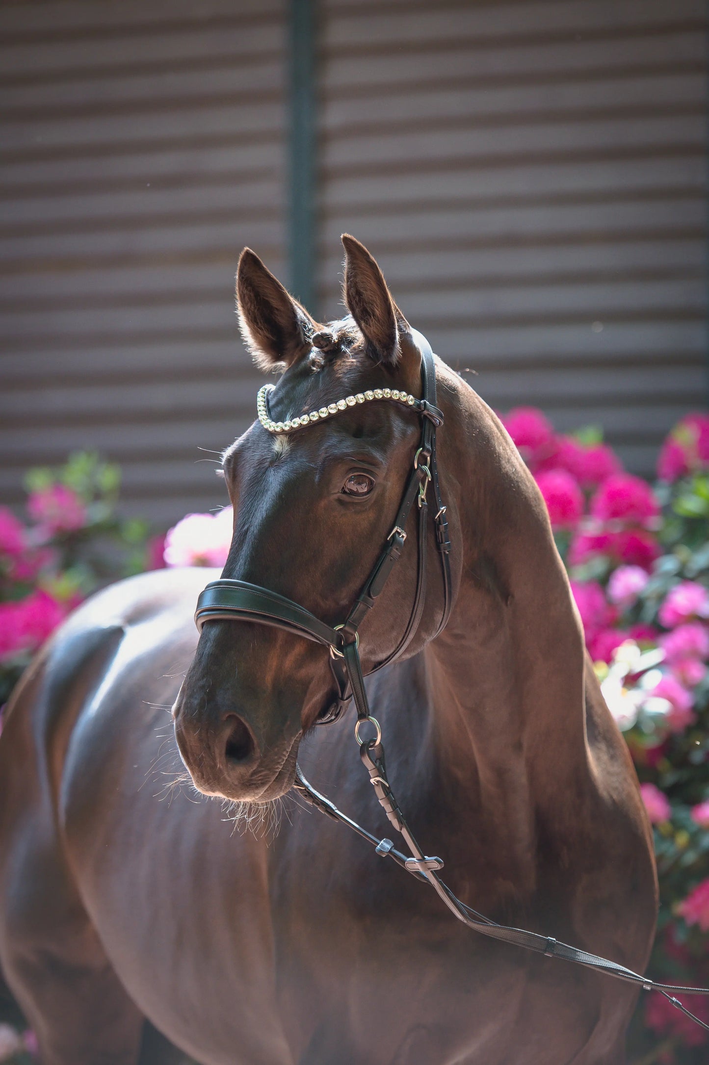 Harmony Bridle - anatomische gebisslose Trense mit Crystal Stirnband ( gebisslose Zäumung Sidepull oder Crossbridle - CR-Harmonyequestrian