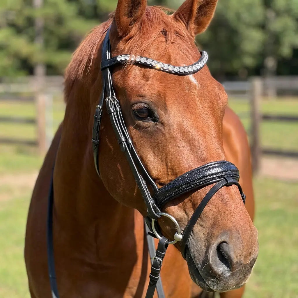 Lizard Black Ponytrense CR-Harmonyequestrian