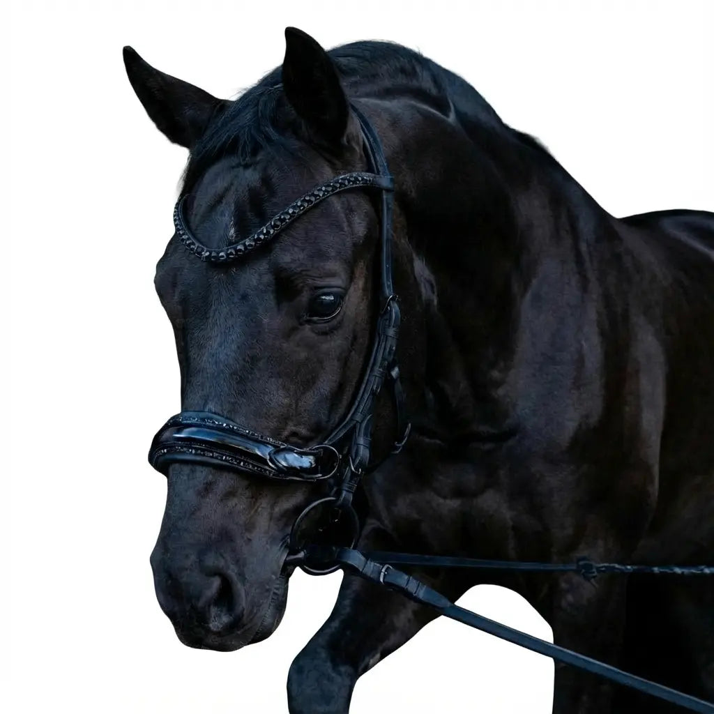 Negro Supremo Medianoche CR-Harmonyequestrian