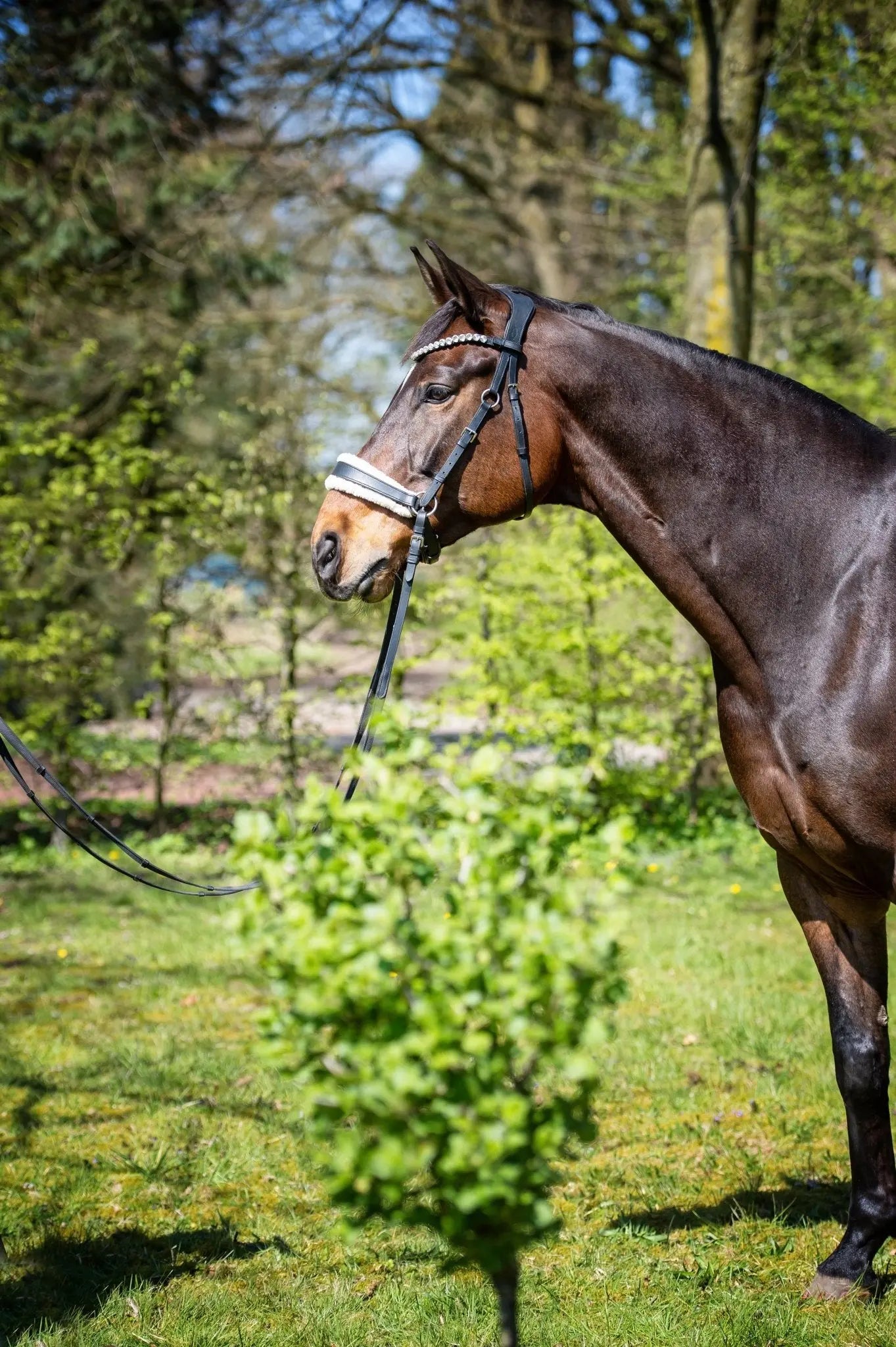 Geschenkgutschein Shop - Gutschein