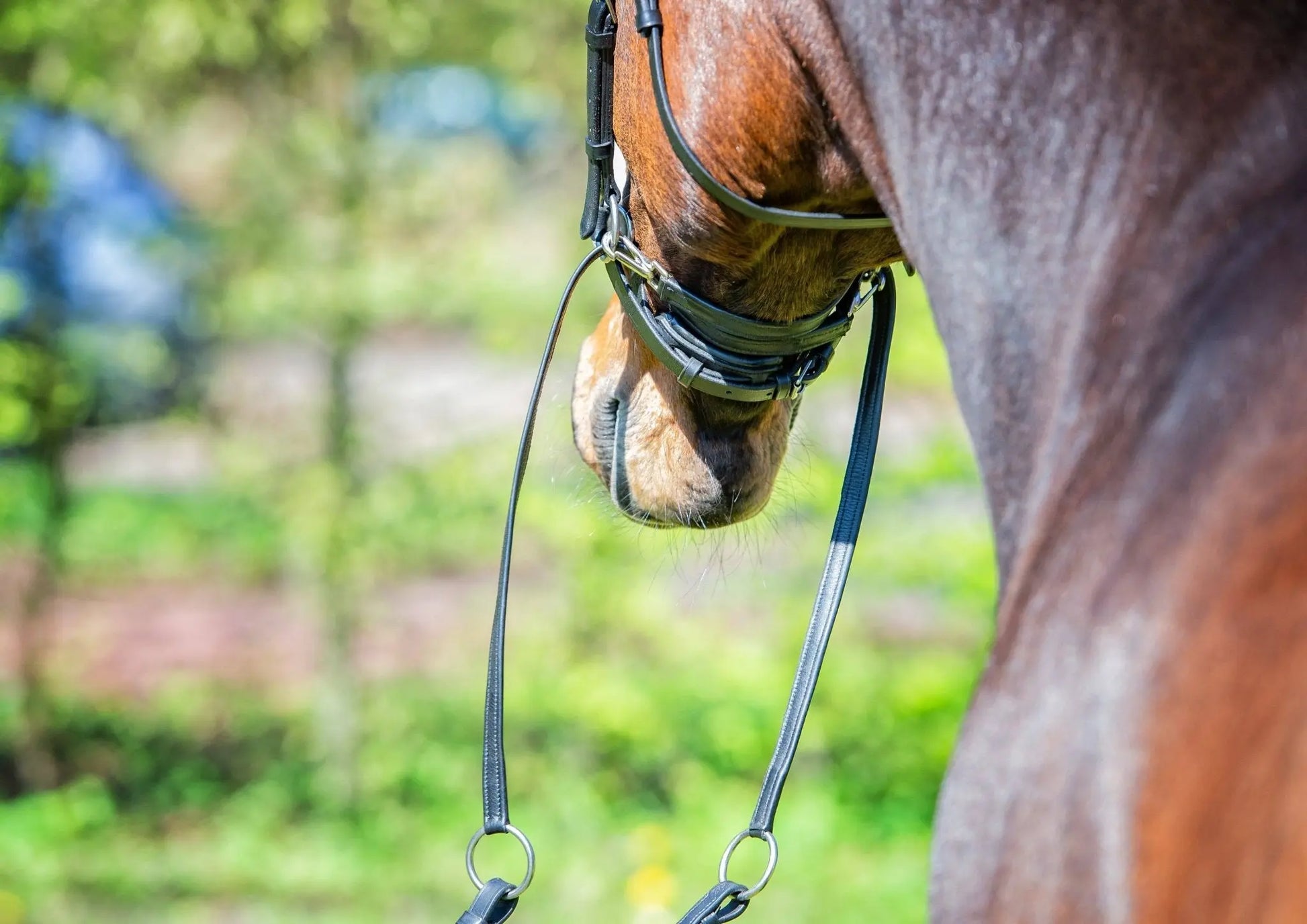 Harmony Bridle - anatomische gebisslose Trense mit Crystal Stirnband ( gebisslose Zäumung Sidepull oder Crossbridle - CR-Harmonyequestrian